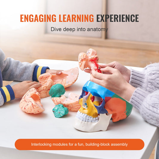 Life-Size Anatomical Human Skull Model with 8-Part Brain, 3-Part Skull, Durable PVC for Teaching, Research, and Detachable Learning