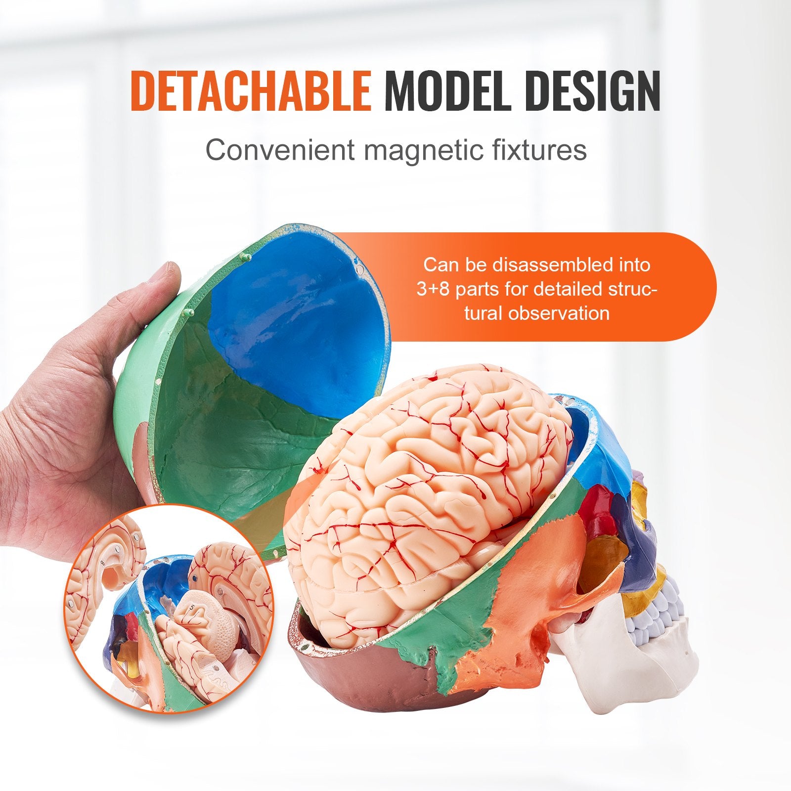 Life-Size Anatomical Human Skull Model with 8-Part Brain, 3-Part Skull, Durable PVC for Teaching, Research, and Detachable Learning
