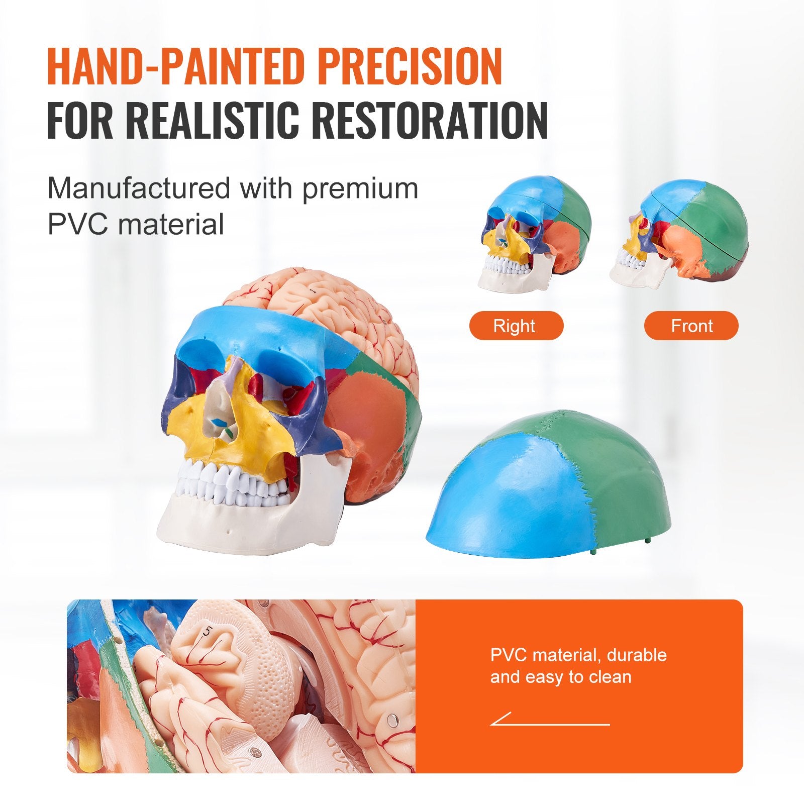 Life-Size Anatomical Human Skull Model with 8-Part Brain, 3-Part Skull, Durable PVC for Teaching, Research, and Detachable Learning