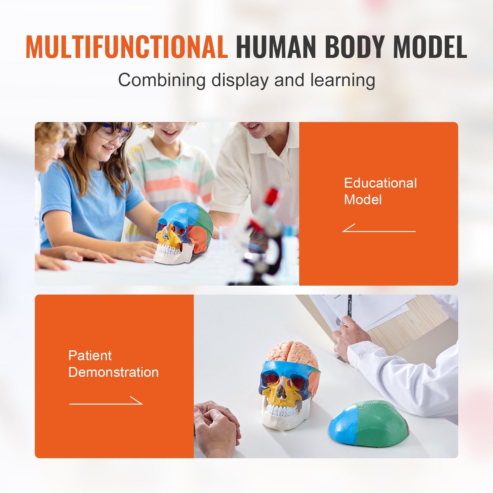 Life-Size Anatomical Human Skull Model with 8-Part Brain, 3-Part Skull, Durable PVC for Teaching, Research, and Detachable Learning