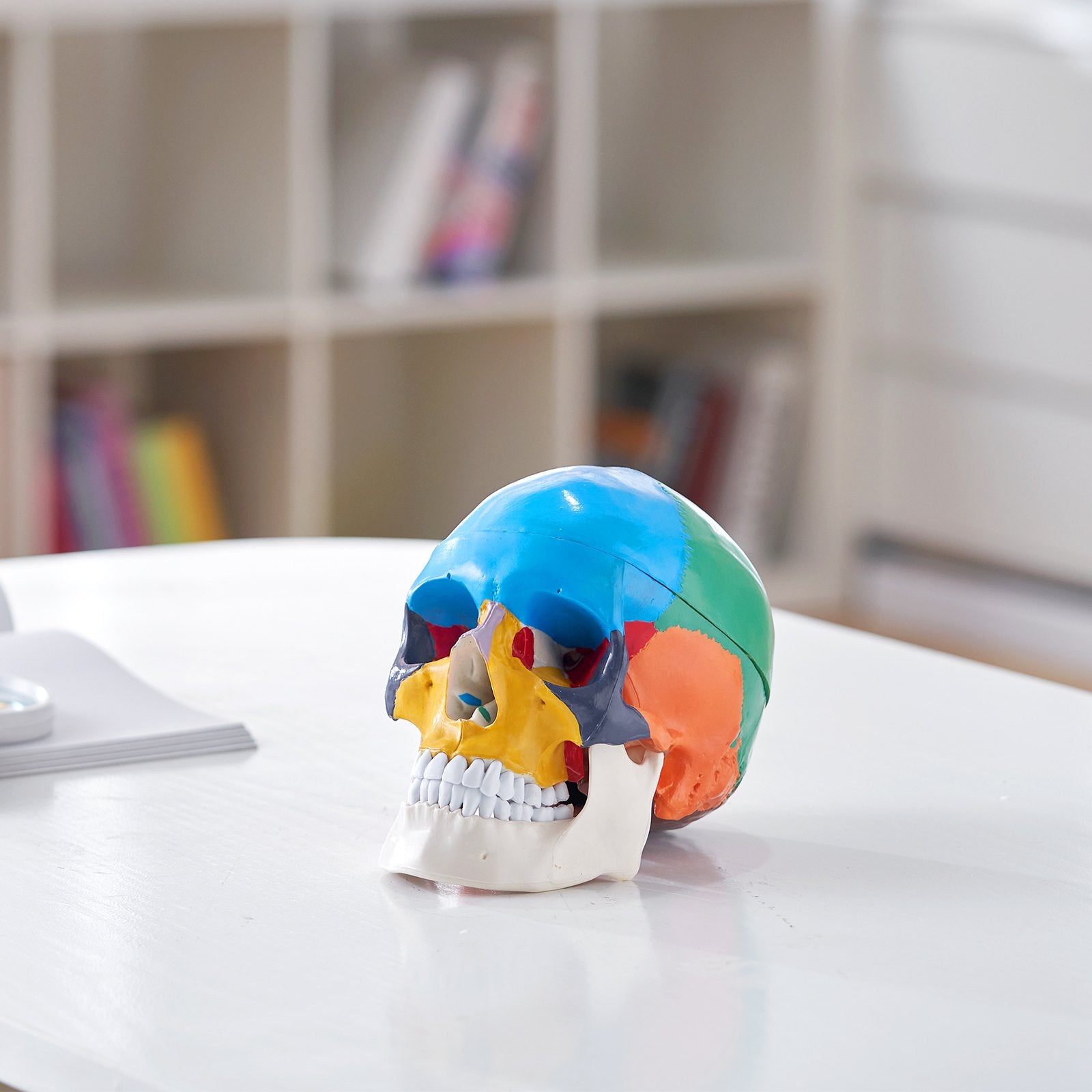 Life-Size Anatomical Human Skull Model with 8-Part Brain, 3-Part Skull, Durable PVC for Teaching, Research, and Detachable Learning