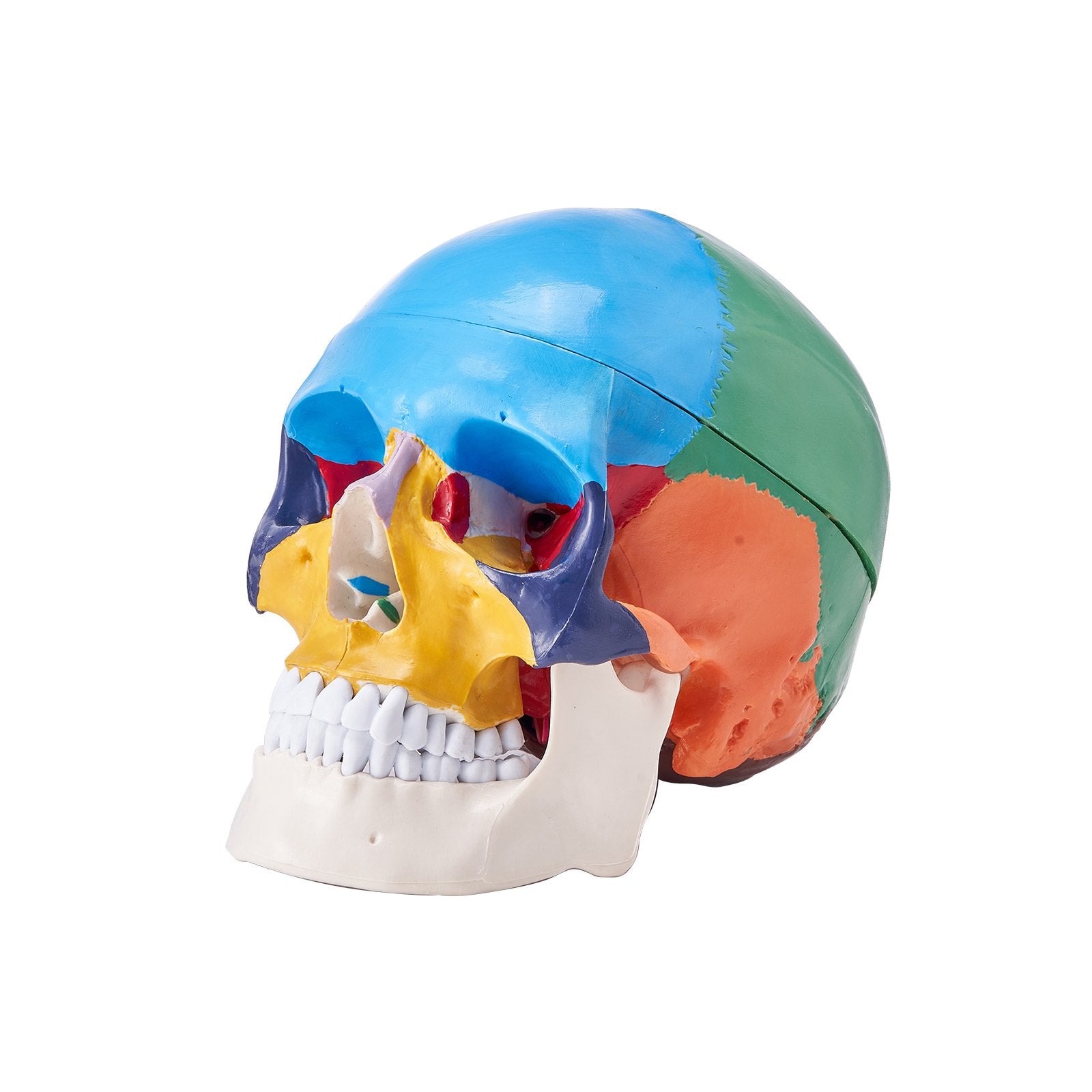 Life-Size Anatomical Human Skull Model with 8-Part Brain, 3-Part Skull, Durable PVC for Teaching, Research, and Detachable Learning