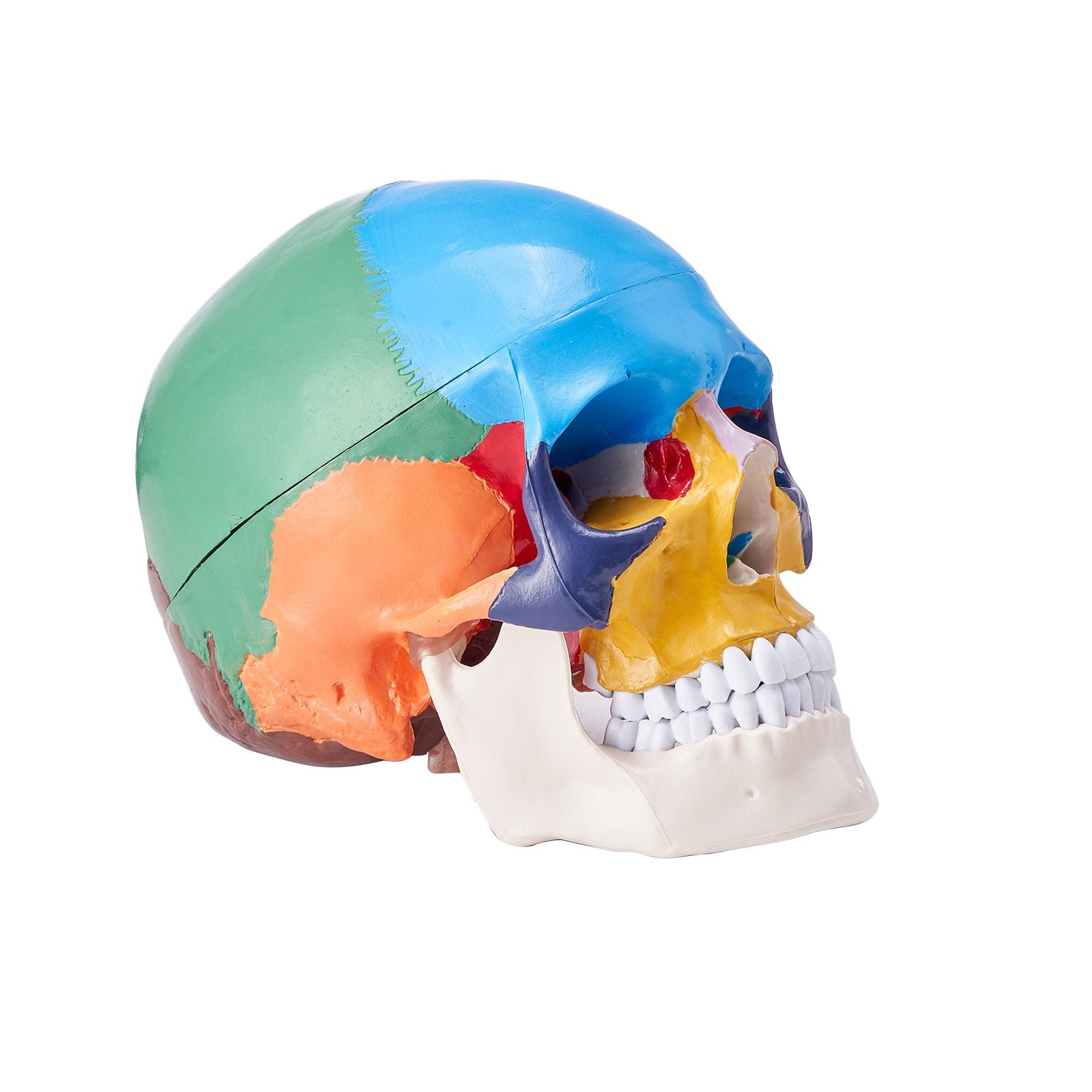 Life-Size Anatomical Human Skull Model with 8-Part Brain, 3-Part Skull, Durable PVC for Teaching, Research, and Detachable Learning