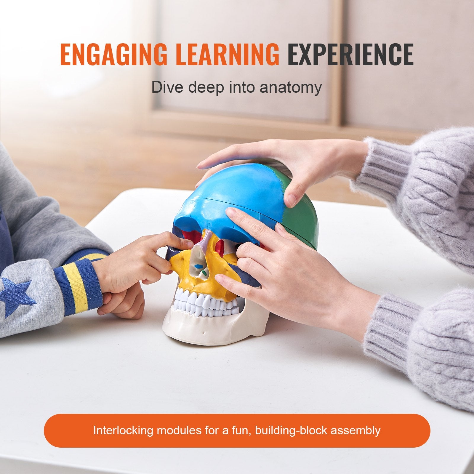Life-Size 3-Part Human Skull Model, Realistic Painted Anatomy with Detachable PVC Design for Teaching, Research, and Learning
