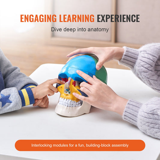 Life-Size 3-Part Human Skull Model, Realistic Painted Anatomy with Detachable PVC Design for Teaching, Research, and Learning