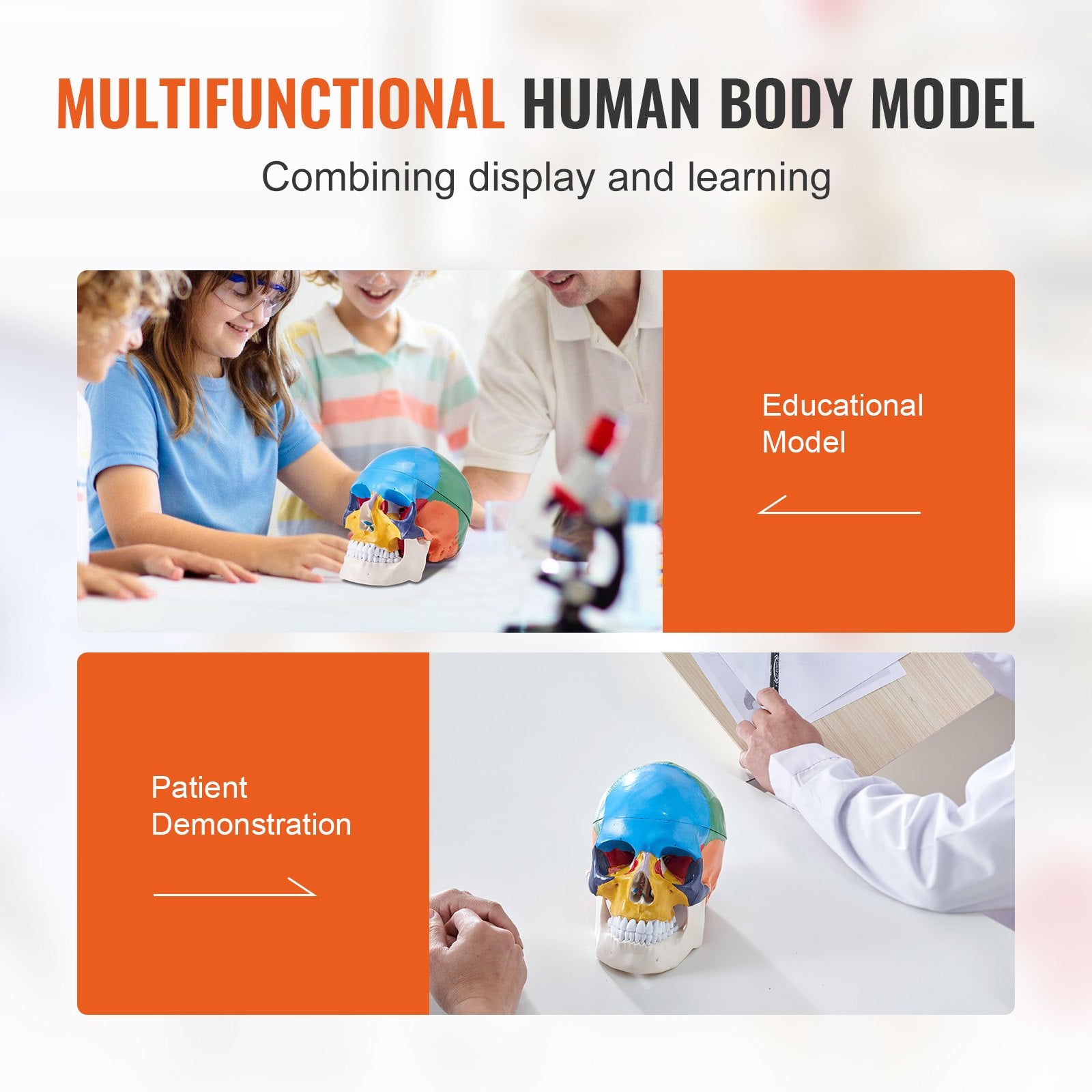 Life-Size 3-Part Human Skull Model, Realistic Painted Anatomy with Detachable PVC Design for Teaching, Research, and Learning