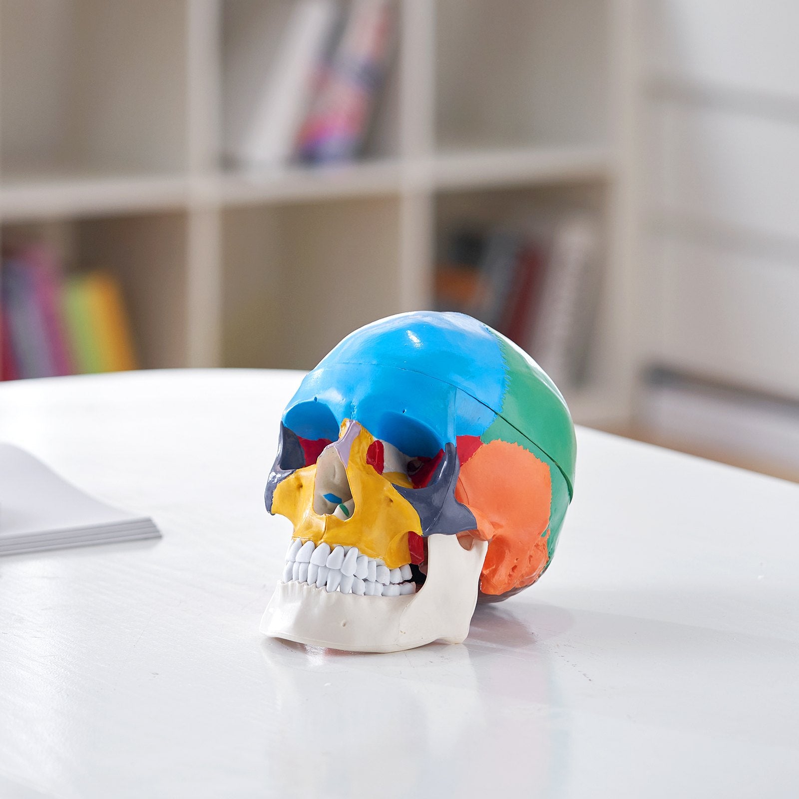 Life-Size 3-Part Human Skull Model, Realistic Painted Anatomy with Detachable PVC Design for Teaching, Research, and Learning