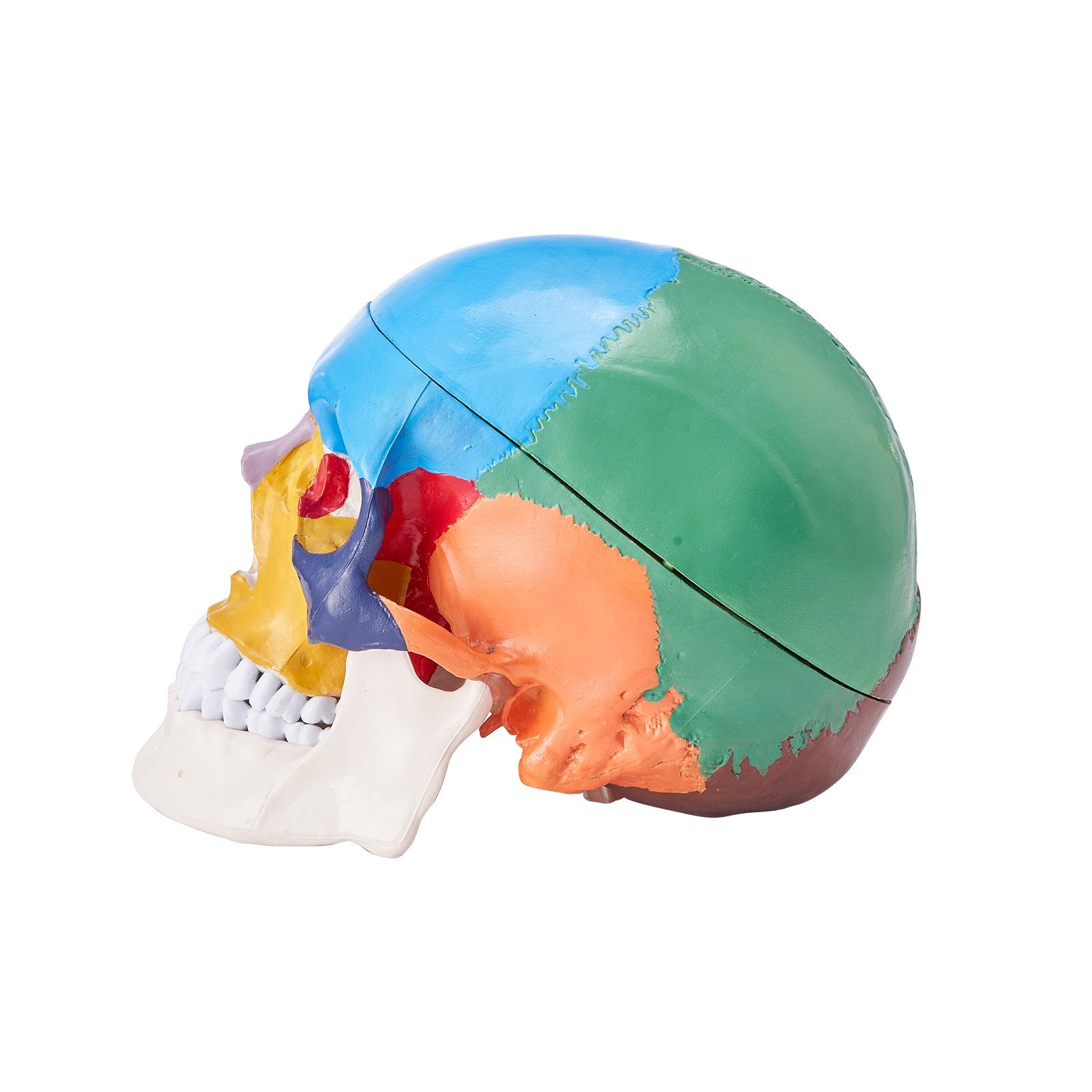 Life-Size 3-Part Human Skull Model, Realistic Painted Anatomy with Detachable PVC Design for Teaching, Research, and Learning