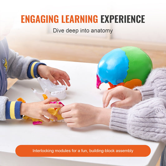 Life-Size 22-Part Human Skull Model for Professional Teaching, Research, Anatomy Learning, Durable Detachable PVC Design