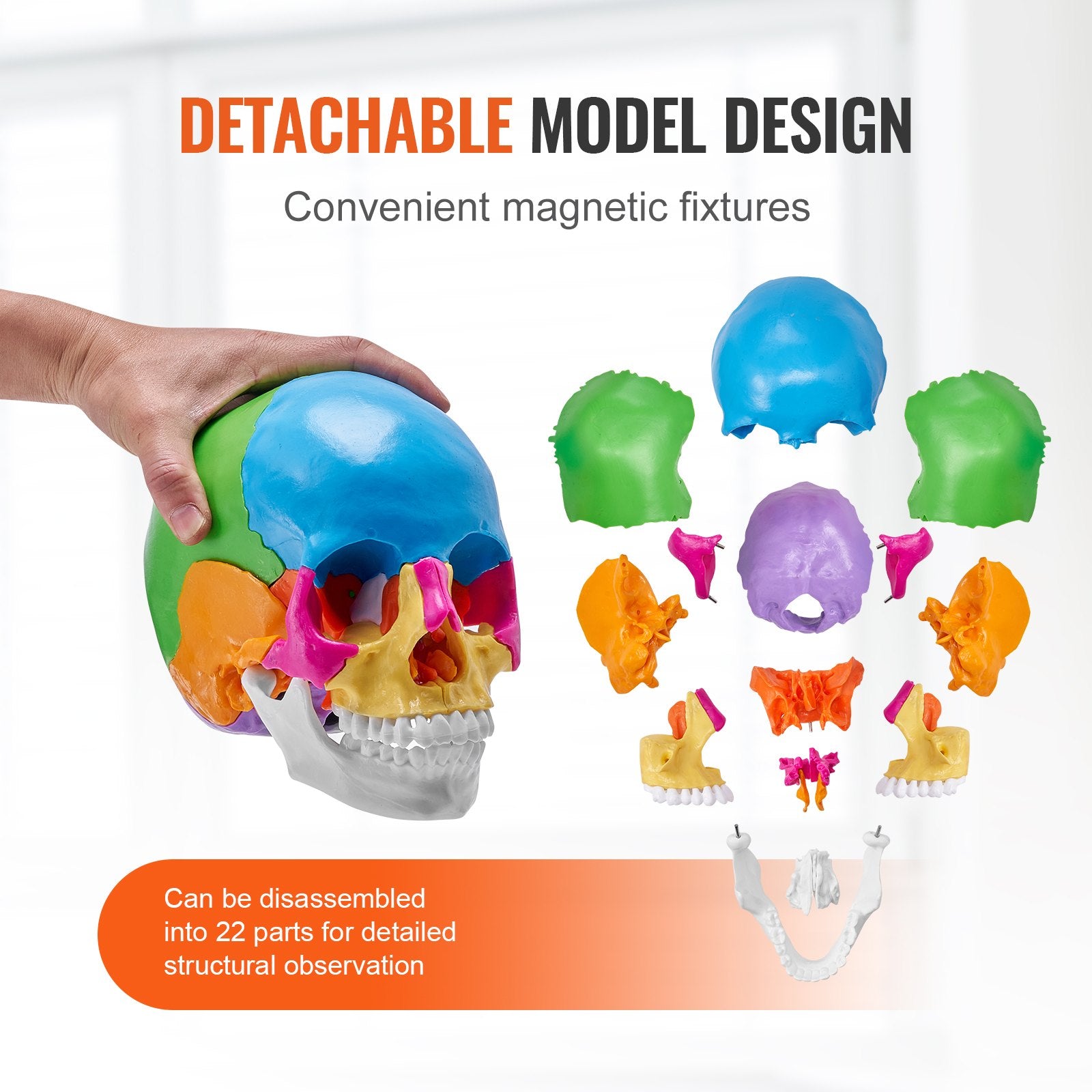 Life-Size 22-Part Human Skull Model for Professional Teaching, Research, Anatomy Learning, Durable Detachable PVC Design