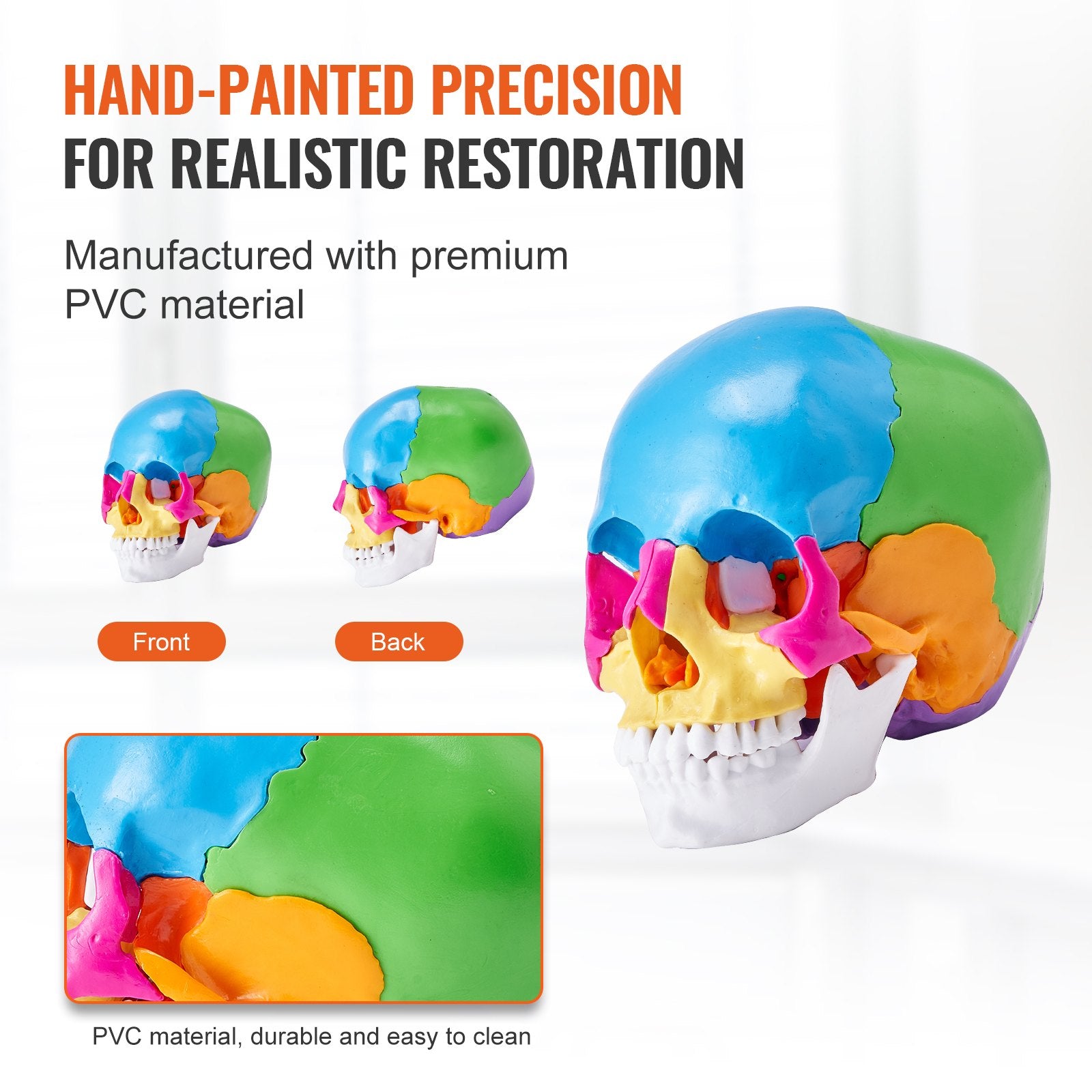 Life-Size 22-Part Human Skull Model for Professional Teaching, Research, Anatomy Learning, Durable Detachable PVC Design