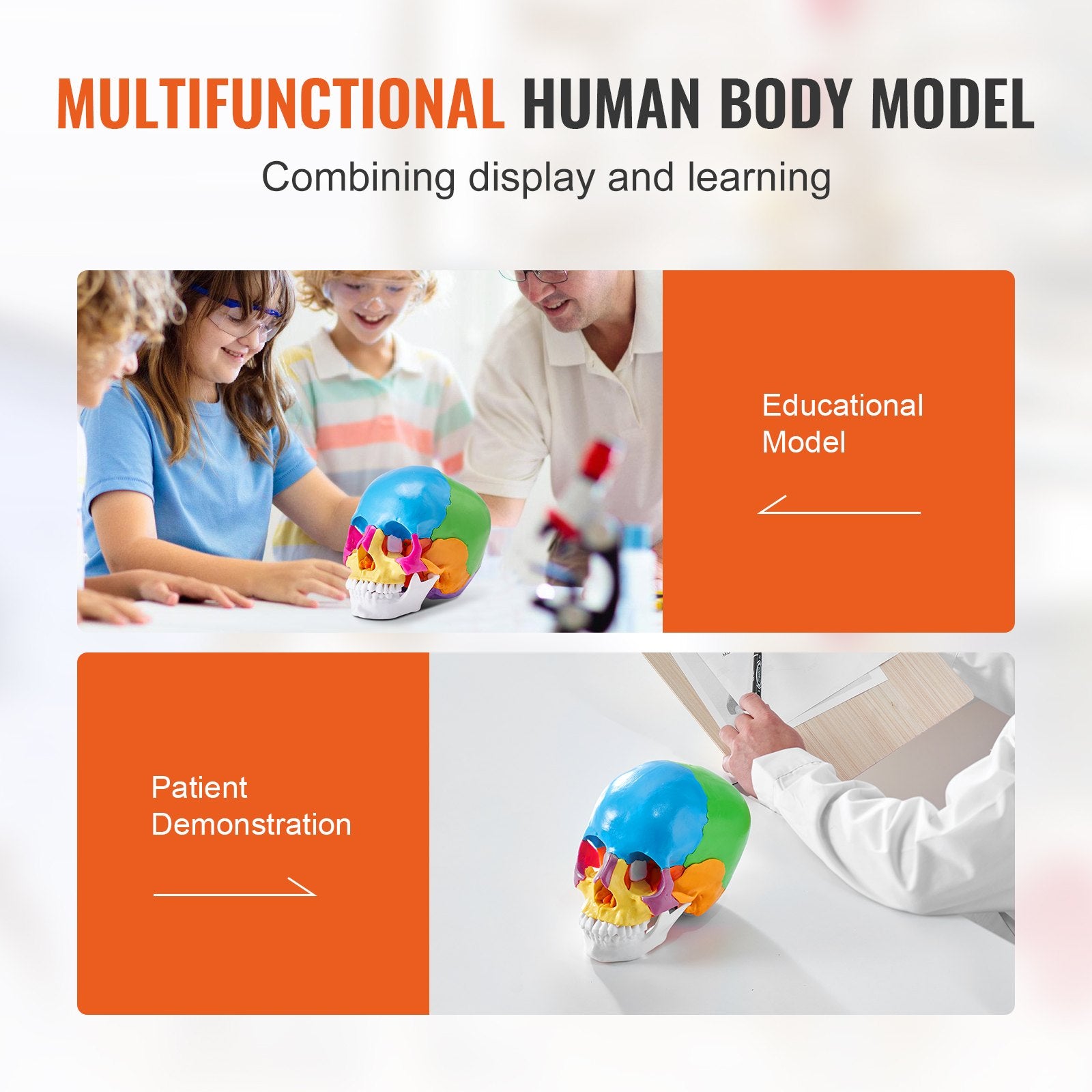 Life-Size 22-Part Human Skull Model for Professional Teaching, Research, Anatomy Learning, Durable Detachable PVC Design