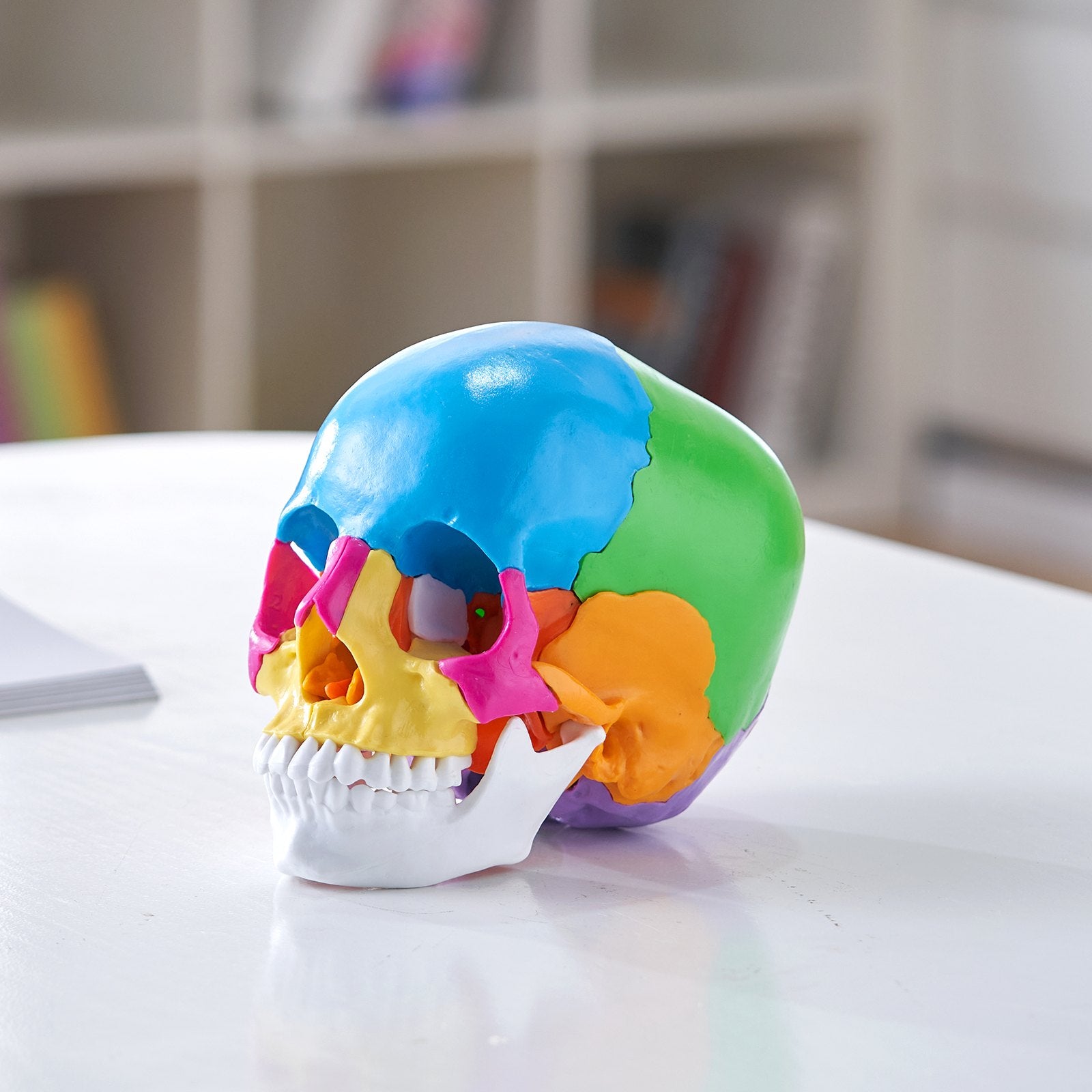 Life-Size 22-Part Human Skull Model for Professional Teaching, Research, Anatomy Learning, Durable Detachable PVC Design
