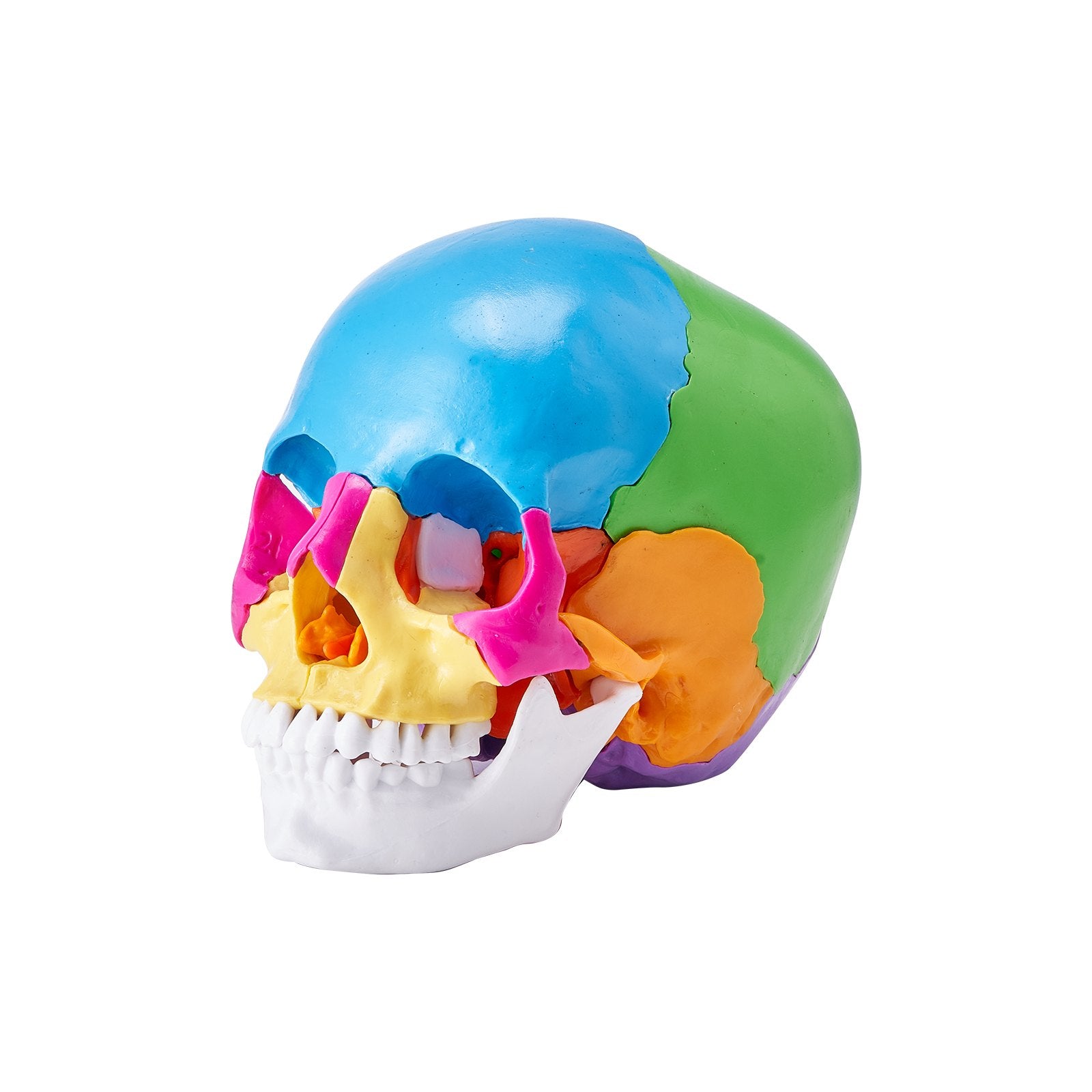 Life-Size 22-Part Human Skull Model for Professional Teaching, Research, Anatomy Learning, Durable Detachable PVC Design