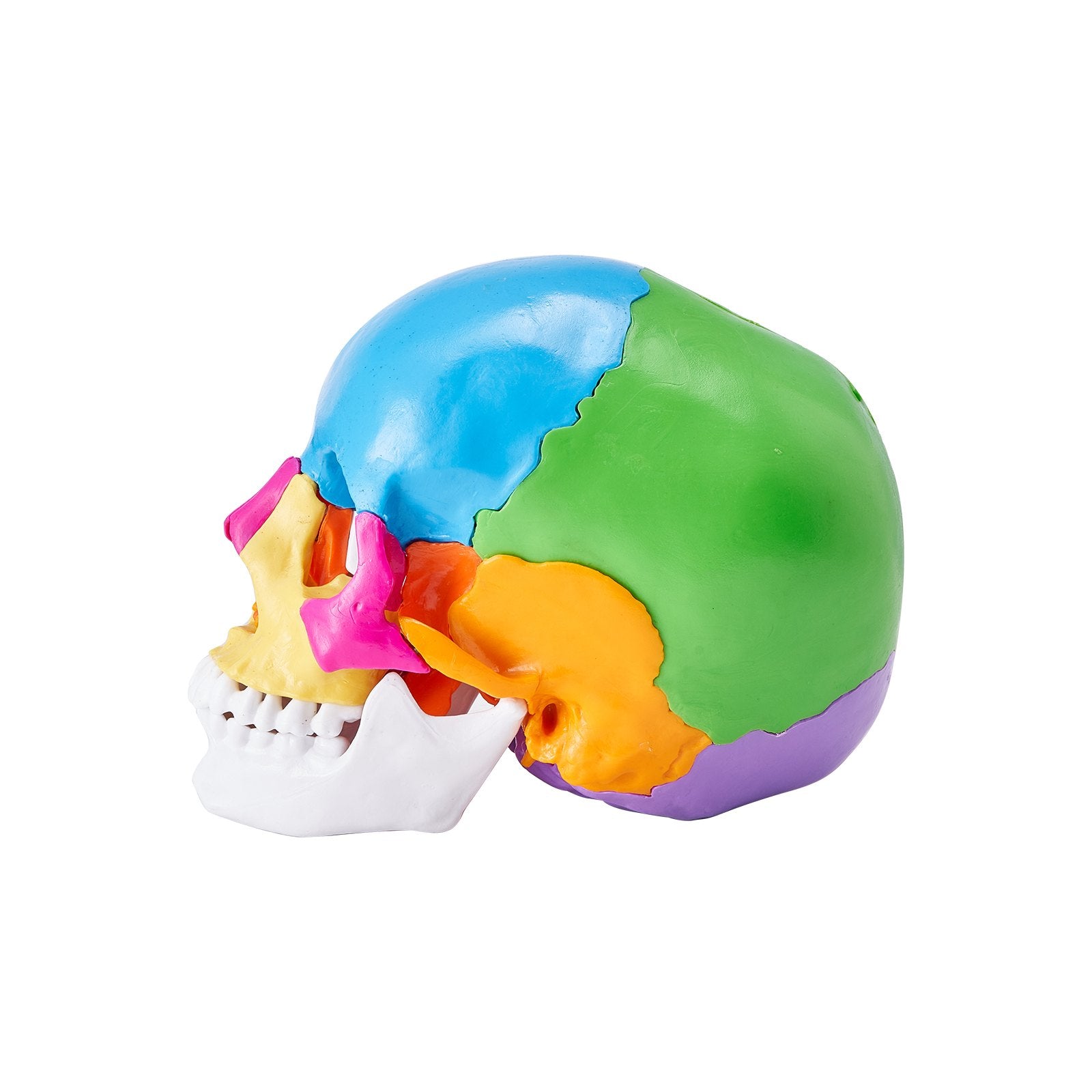 Life-Size 22-Part Human Skull Model for Professional Teaching, Research, Anatomy Learning, Durable Detachable PVC Design