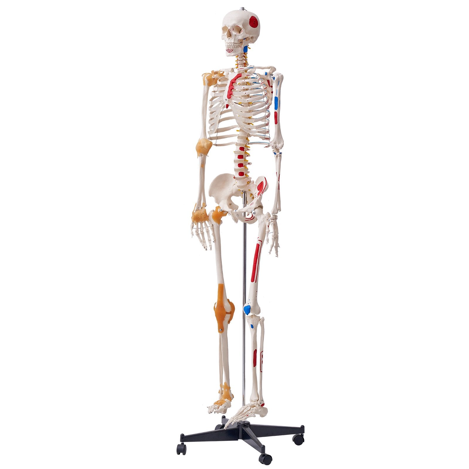 Life-Size Human Skeleton Model for Anatomy Education with Movable Limbs, Ligaments, Muscle Points & Durable PVC Construction