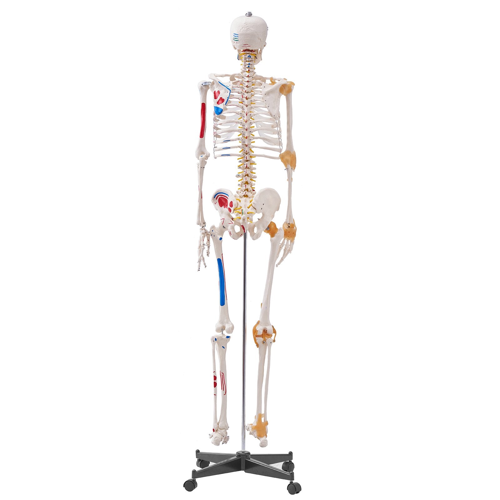 Life-Size Human Skeleton Model for Anatomy Education with Movable Limbs, Ligaments, Muscle Points & Durable PVC Construction