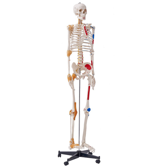 Life-Size Human Skeleton Model for Anatomy Education with Movable Limbs, Ligaments, Muscle Points & Durable PVC Construction