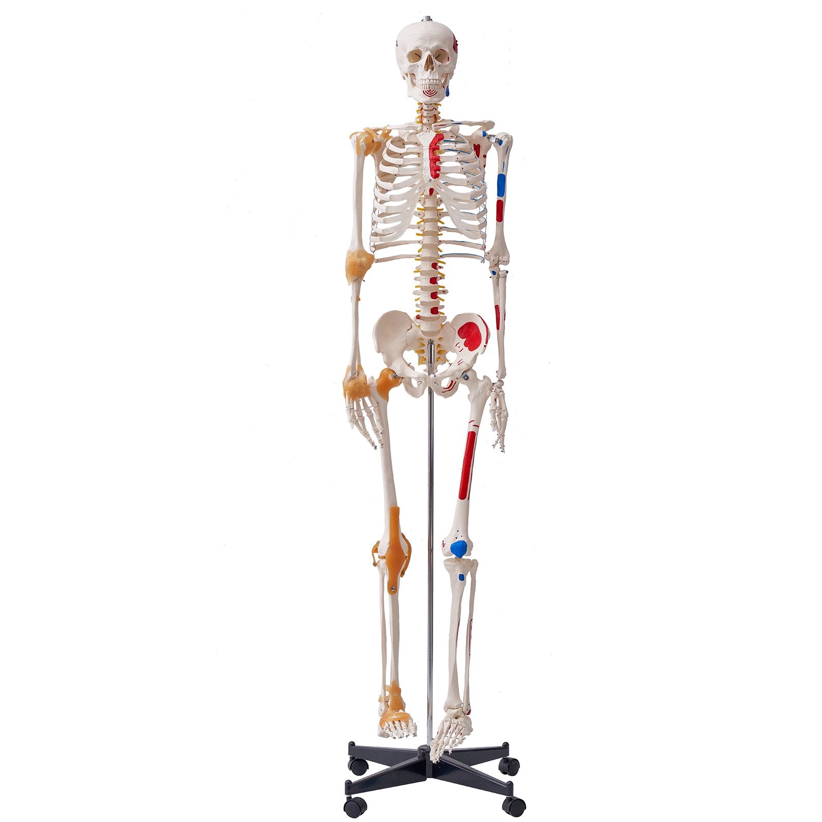 Life-Size Human Skeleton Model for Anatomy Education with Movable Limbs, Ligaments, Muscle Points & Durable PVC Construction