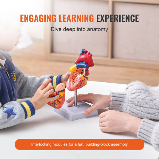 Life-Size 3D Anatomical Human Heart Model, Detachable Magnetic Design, Accurate Numbered Structures for Educational Display and Learning