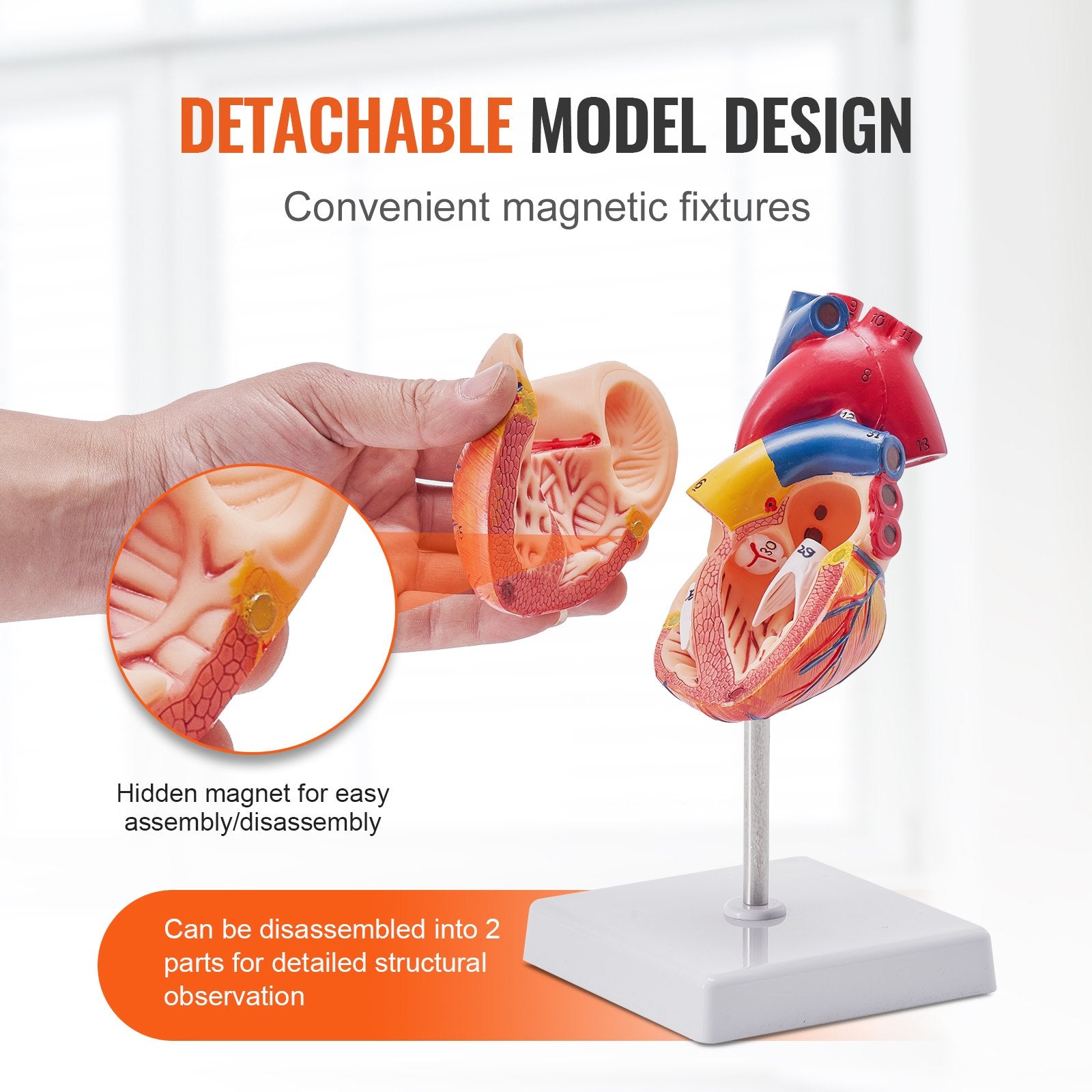 Life-Size 3D Anatomical Human Heart Model, Detachable Magnetic Design, Accurate Numbered Structures for Educational Display and Learning