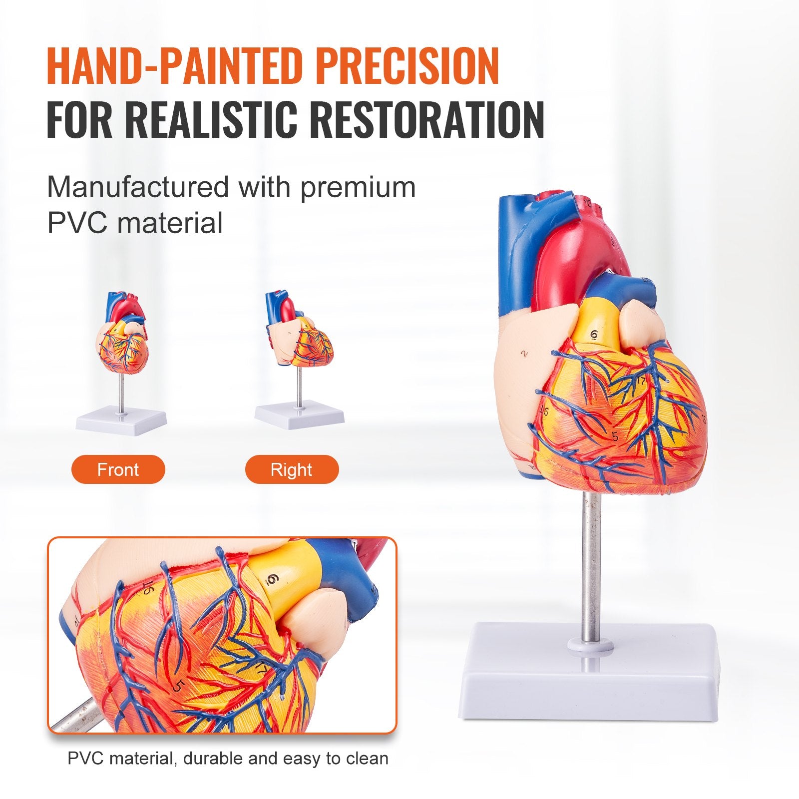 Life-Size 3D Anatomical Human Heart Model, Detachable Magnetic Design, Accurate Numbered Structures for Educational Display and Learning