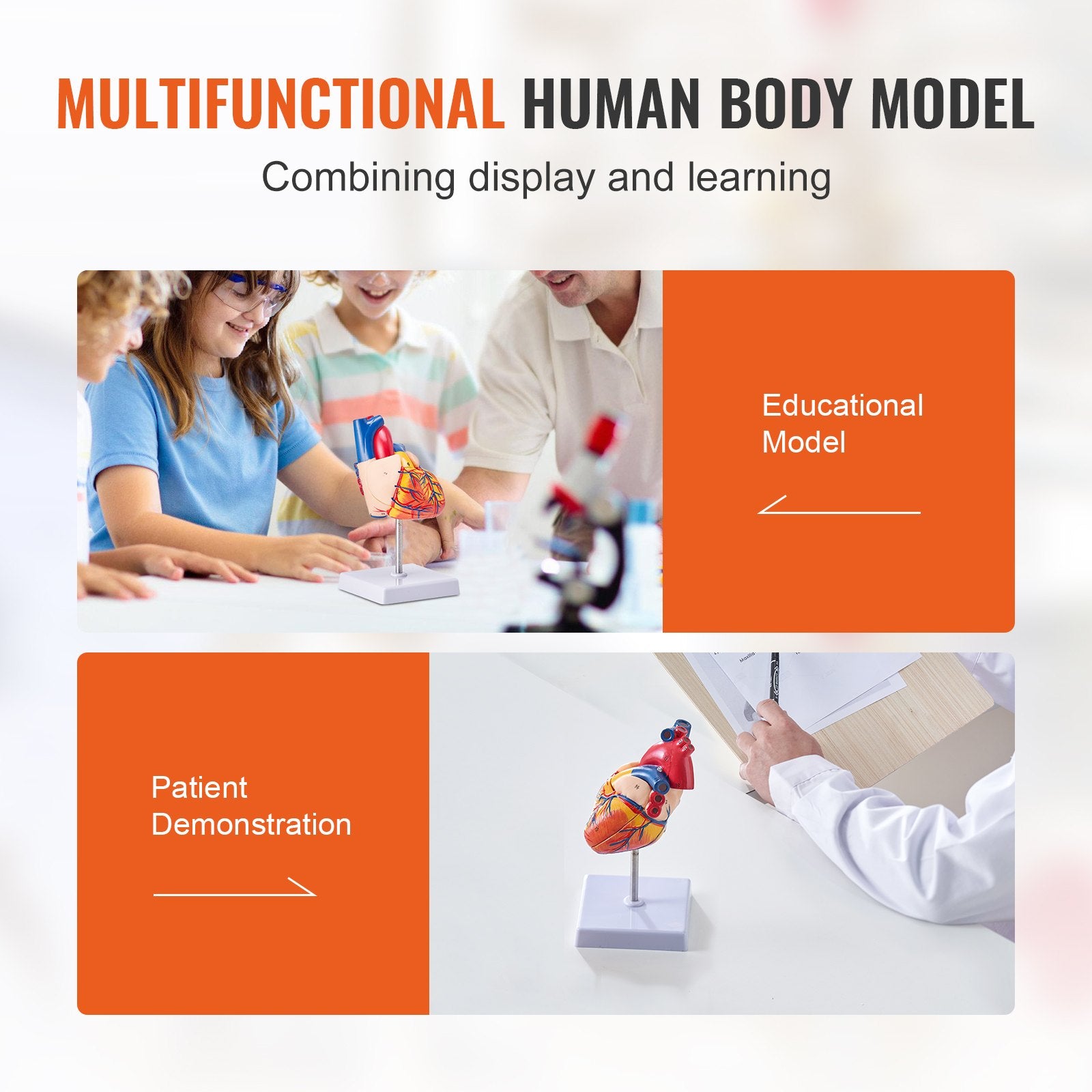Life-Size 3D Anatomical Human Heart Model, Detachable Magnetic Design, Accurate Numbered Structures for Educational Display and Learning