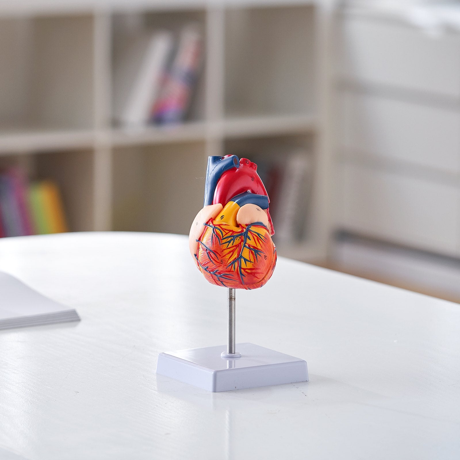 Life-Size 3D Anatomical Human Heart Model, Detachable Magnetic Design, Accurate Numbered Structures for Educational Display and Learning