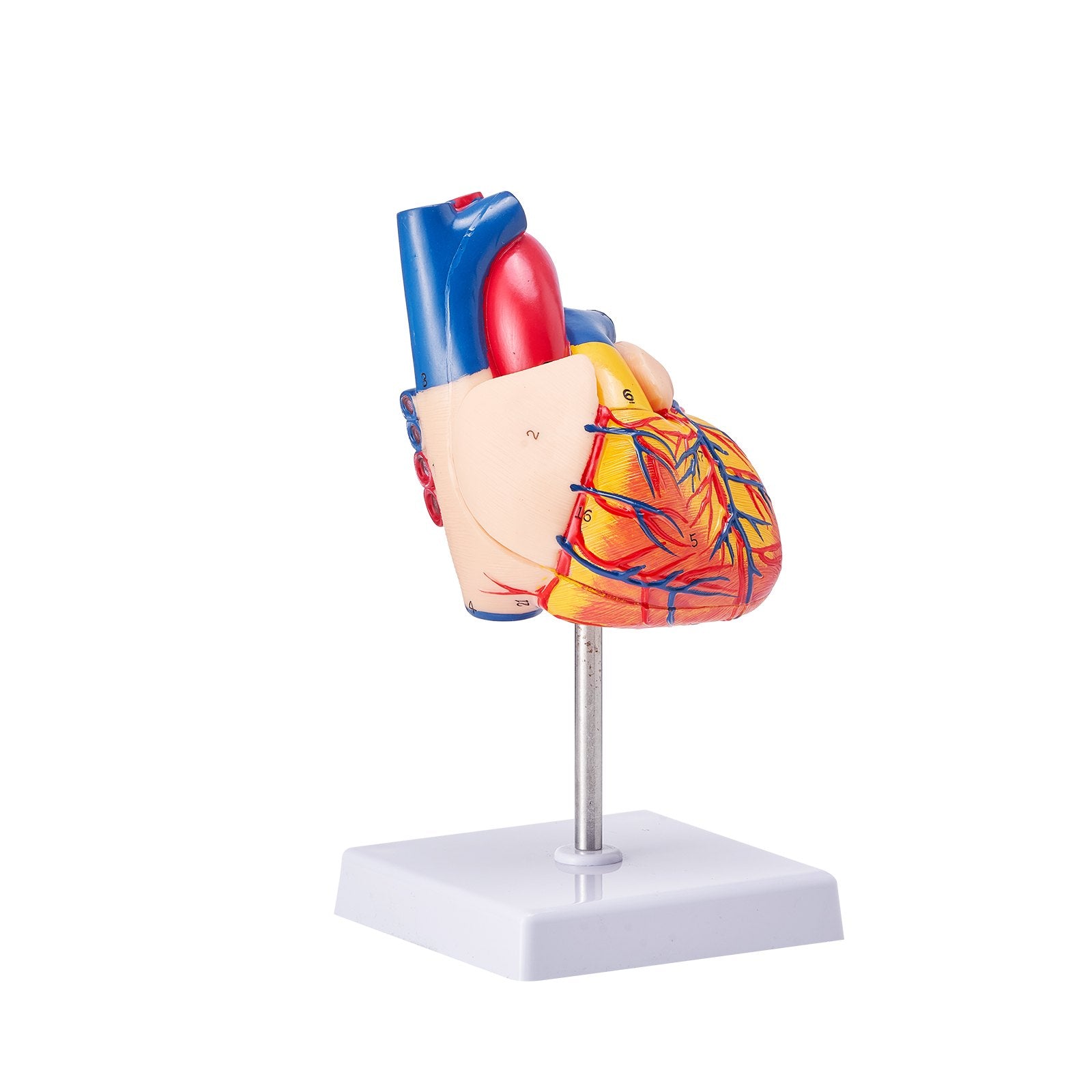 Life-Size 3D Anatomical Human Heart Model, Detachable Magnetic Design, Accurate Numbered Structures for Educational Display and Learning