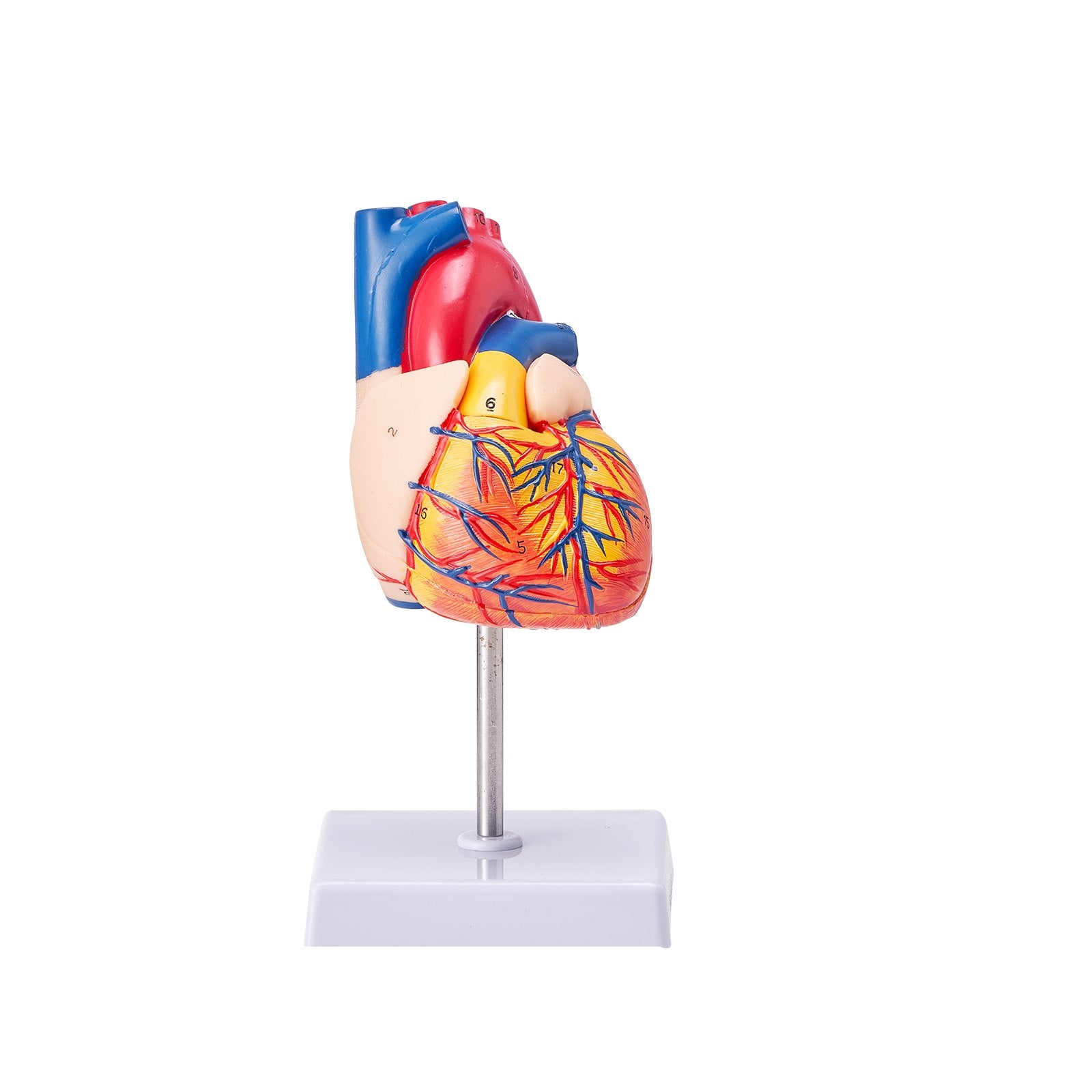 Life-Size 3D Anatomical Human Heart Model, Detachable Magnetic Design, Accurate Numbered Structures for Educational Display and Learning