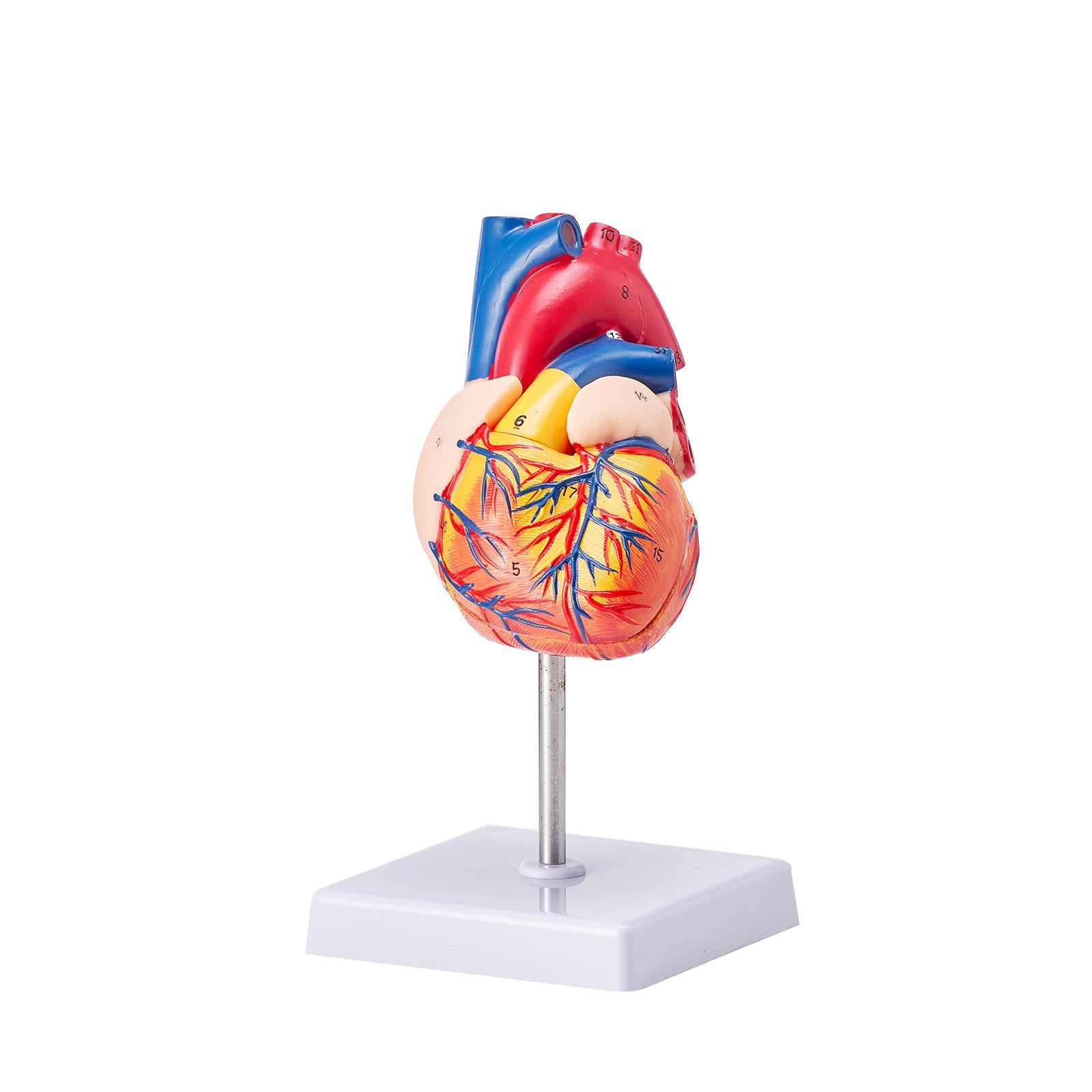 Life-Size 3D Anatomical Human Heart Model, Detachable Magnetic Design, Accurate Numbered Structures for Educational Display and Learning