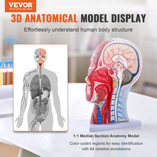 Life-Size Human Half Head Anatomical Model: Neurovascular, Musculature, Skull & Brain for Teaching, Education, Kids Learning Display