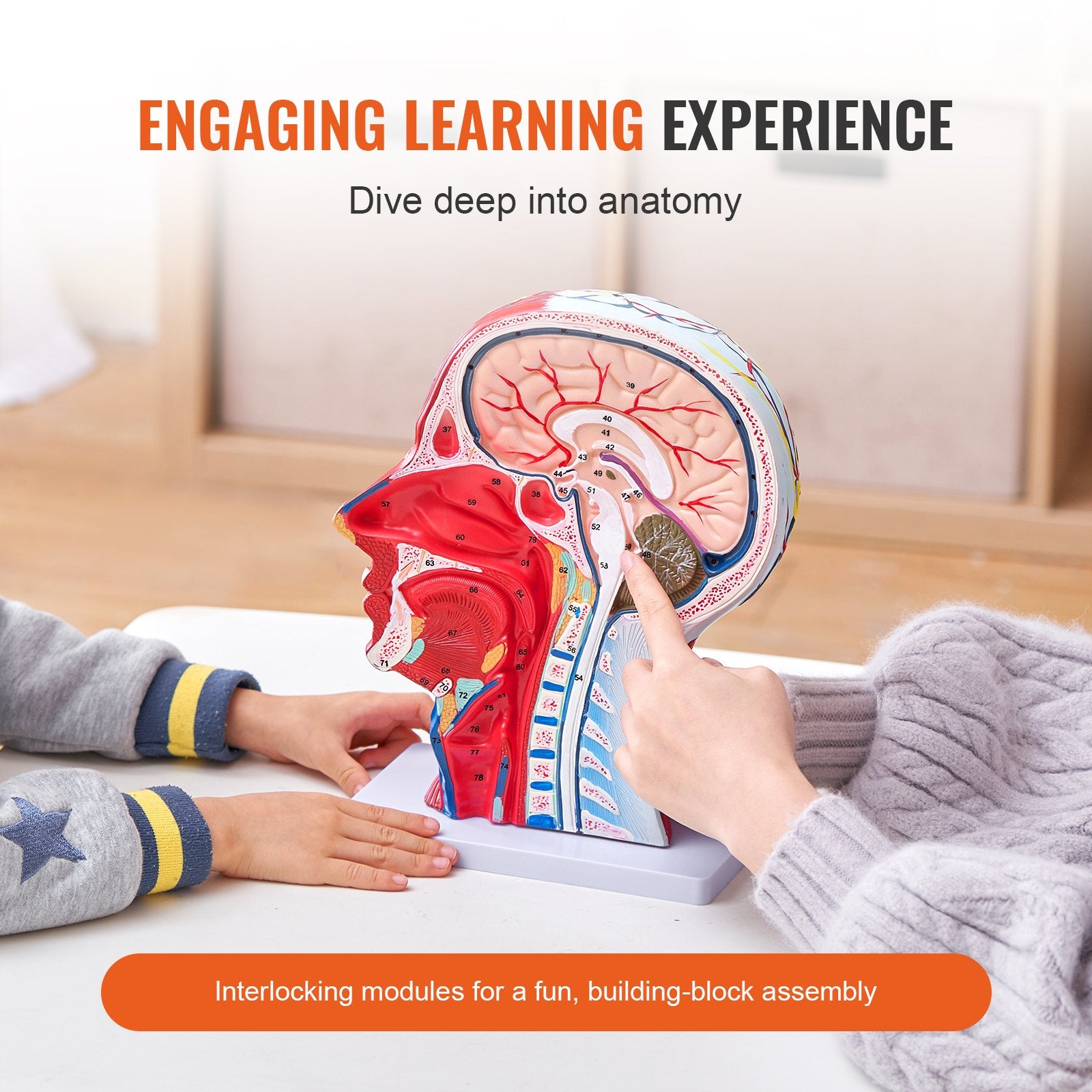 Life-Size Human Half Head Anatomical Model: Neurovascular, Musculature, Skull & Brain for Teaching, Education, Kids Learning Display