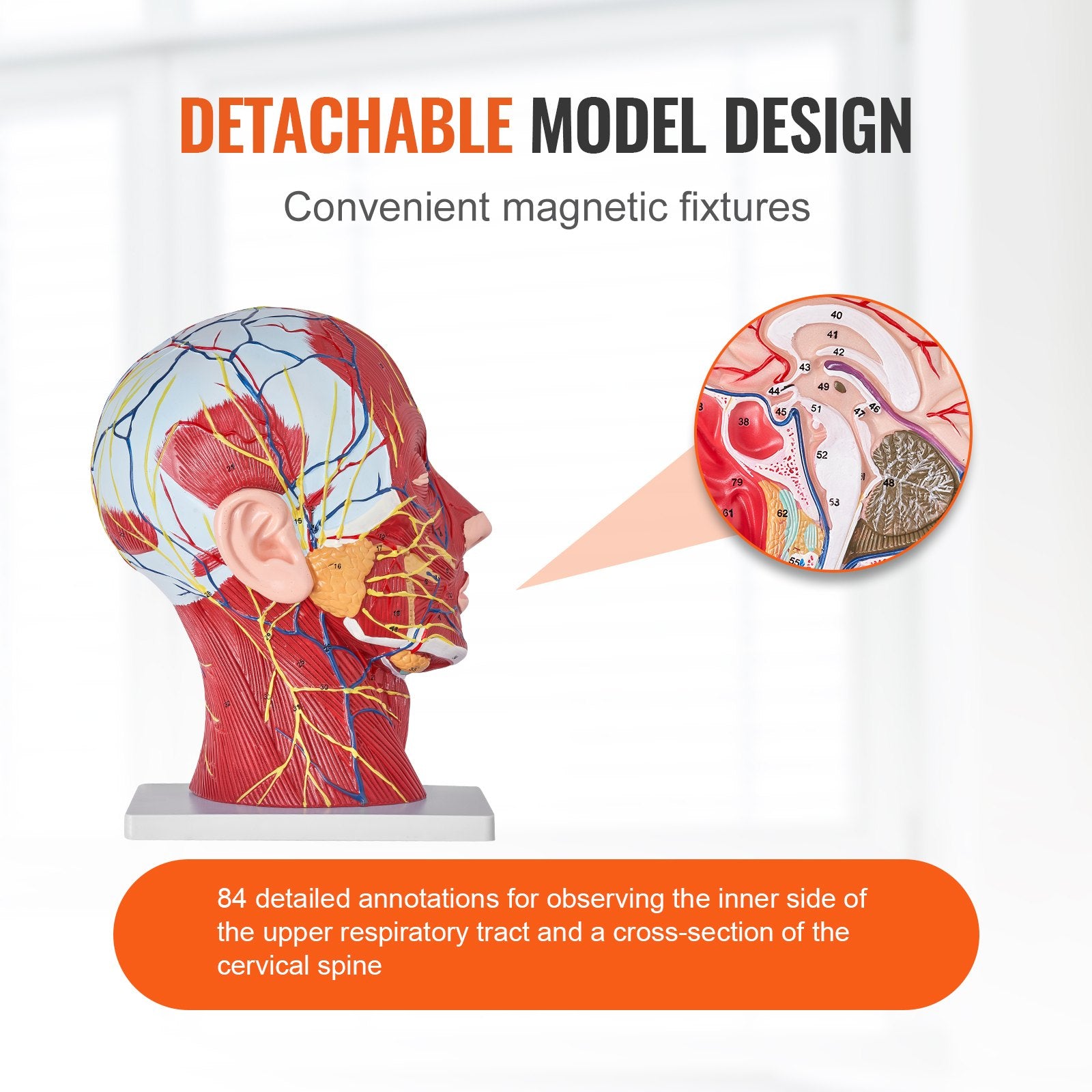 Life-Size Human Half Head Anatomical Model: Neurovascular, Musculature, Skull & Brain for Teaching, Education, Kids Learning Display