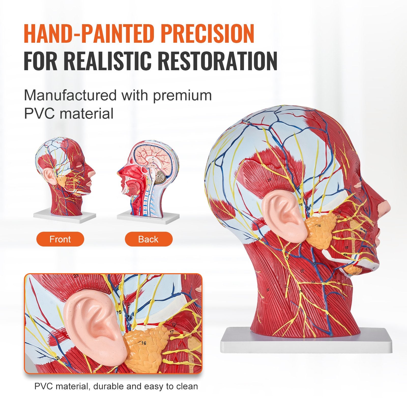 Life-Size Human Half Head Anatomical Model: Neurovascular, Musculature, Skull & Brain for Teaching, Education, Kids Learning Display