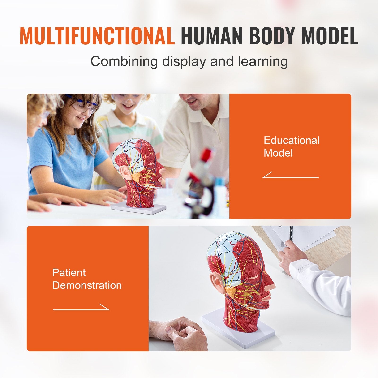 Life-Size Human Half Head Anatomical Model: Neurovascular, Musculature, Skull & Brain for Teaching, Education, Kids Learning Display