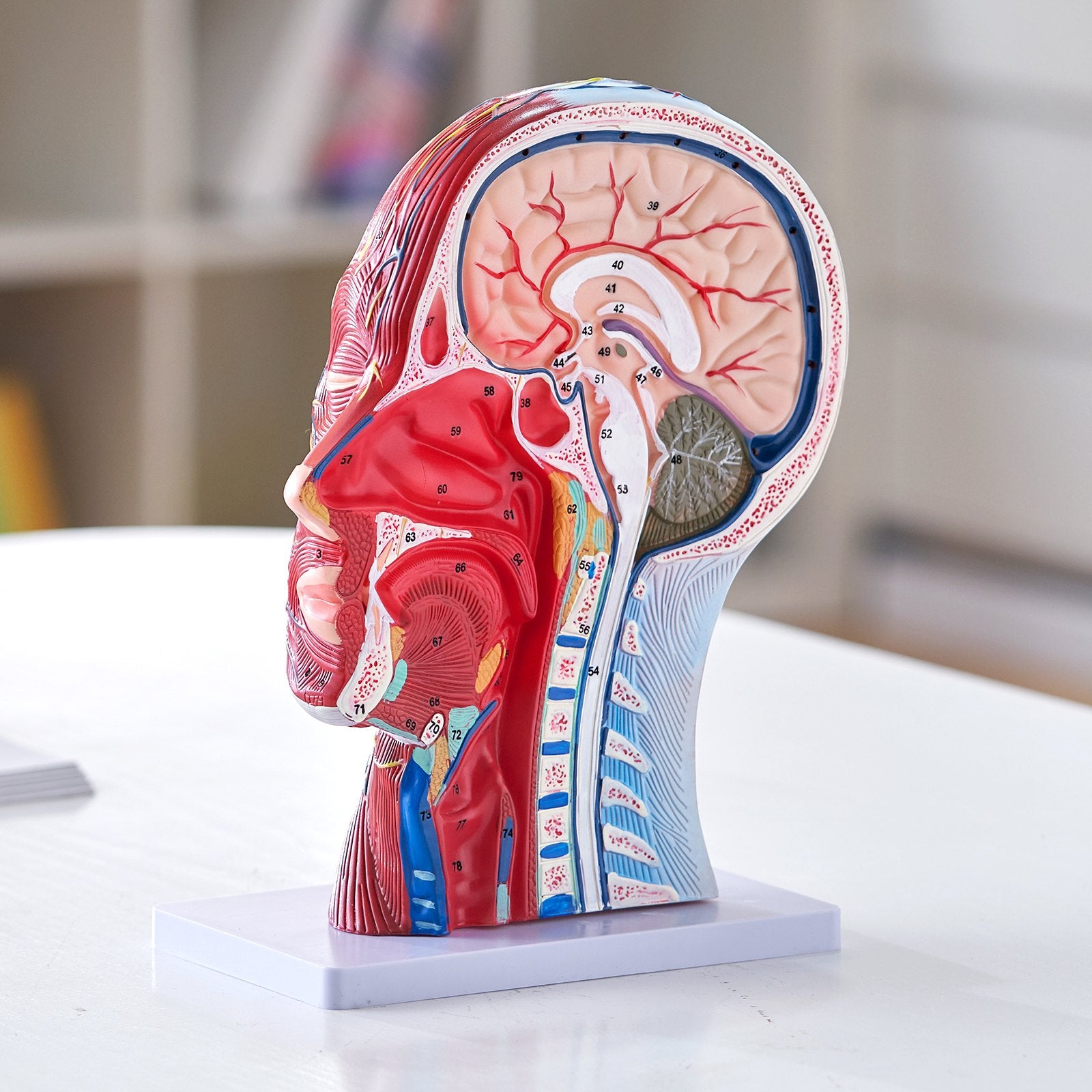Life-Size Human Half Head Anatomical Model: Neurovascular, Musculature, Skull & Brain for Teaching, Education, Kids Learning Display