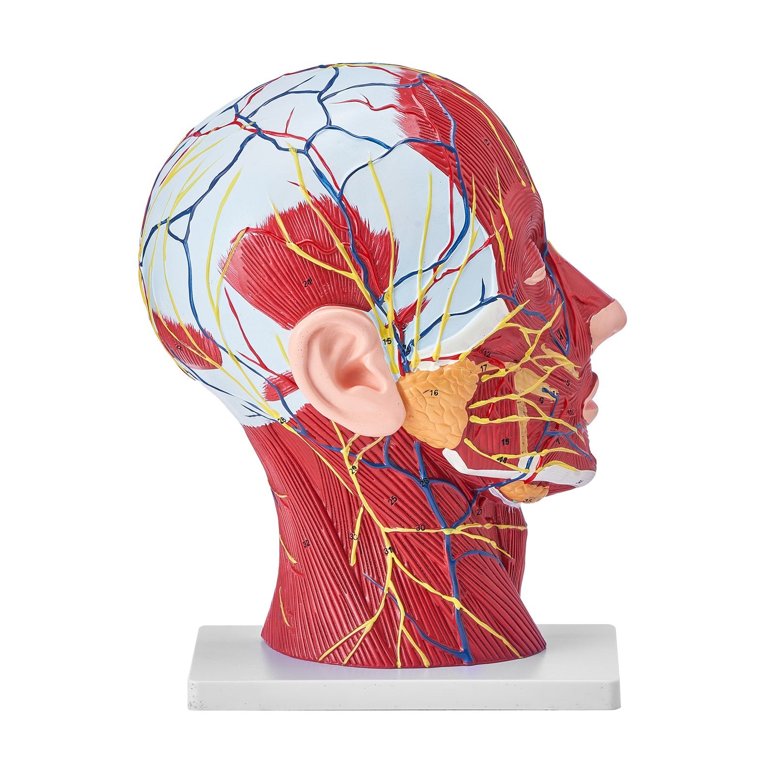 Life-Size Human Half Head Anatomical Model: Neurovascular, Musculature, Skull & Brain for Teaching, Education, Kids Learning Display