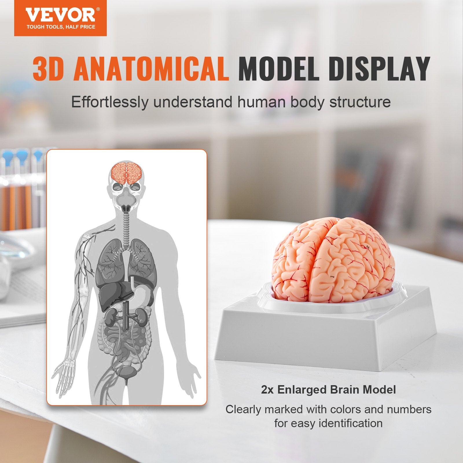 1:1 Life-Size 9-Part Human Brain Model with Labels, Detachable Anatomy for Science Research, Classroom Learning, Display Base