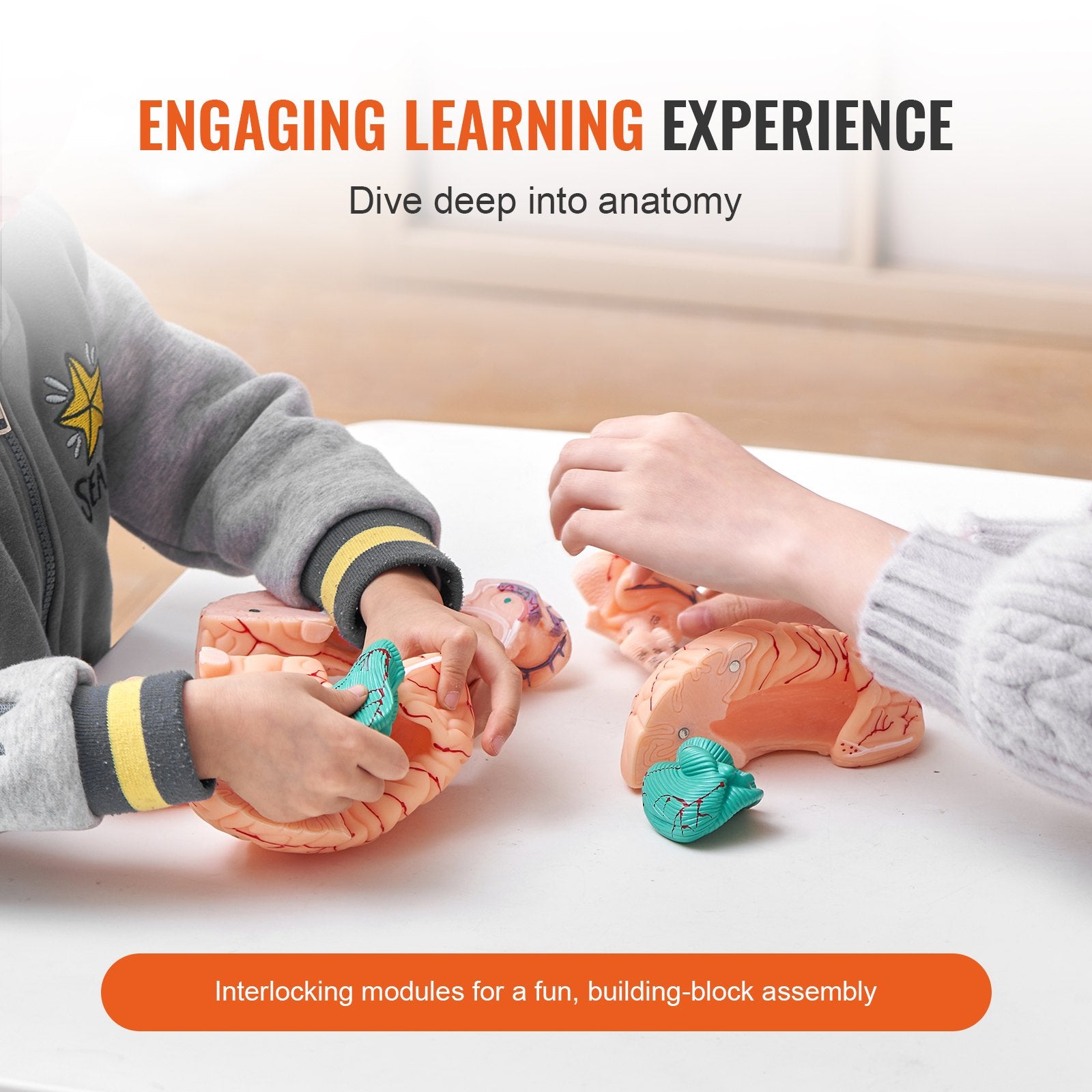 1:1 Life-Size 9-Part Human Brain Model with Labels, Detachable Anatomy for Science Research, Classroom Learning, Display Base