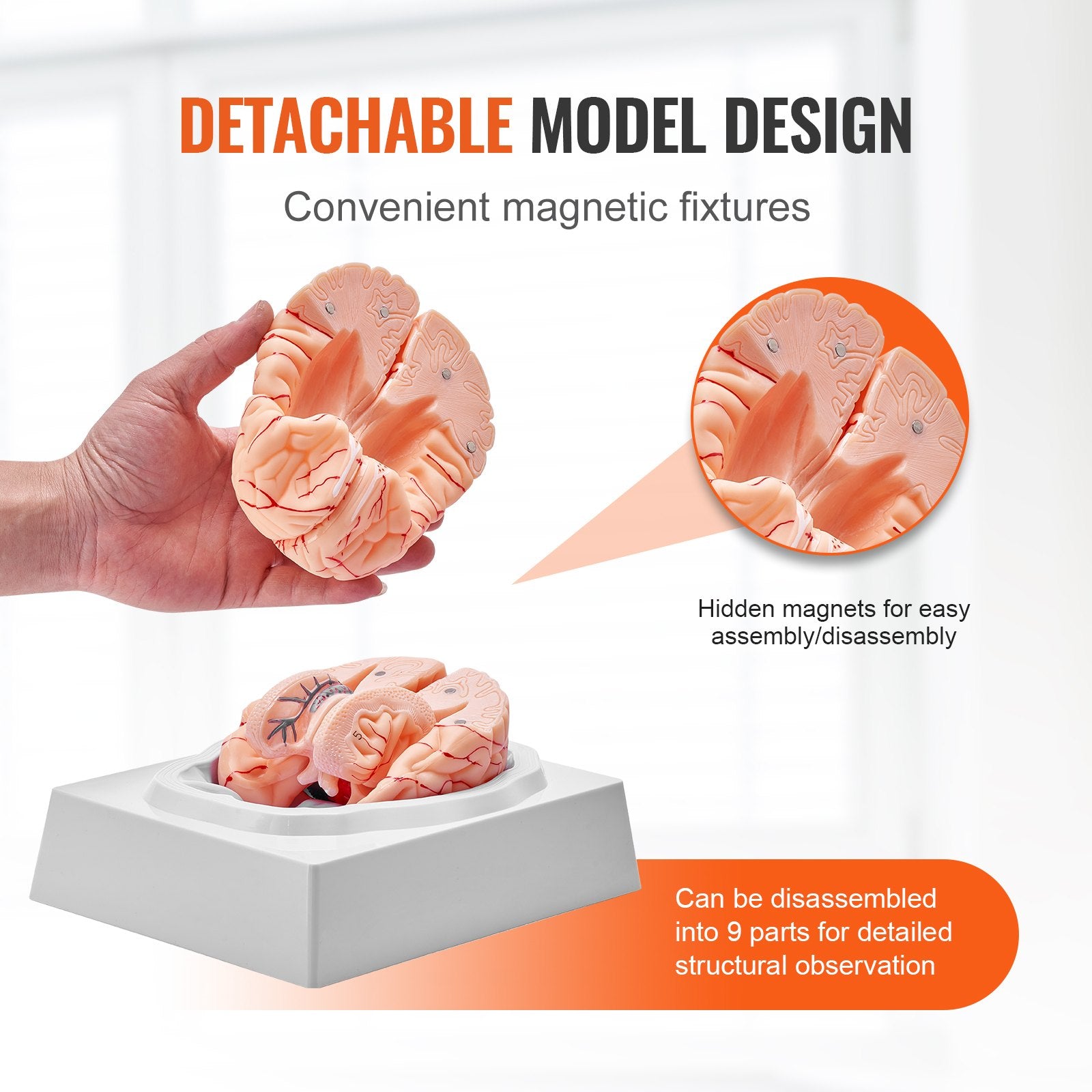 1:1 Life-Size 9-Part Human Brain Model with Labels, Detachable Anatomy for Science Research, Classroom Learning, Display Base
