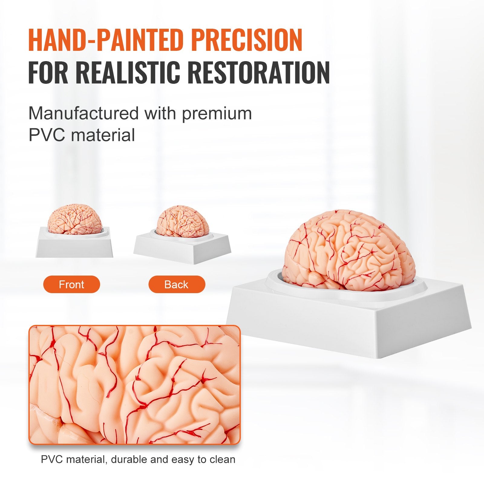 1:1 Life-Size 9-Part Human Brain Model with Labels, Detachable Anatomy for Science Research, Classroom Learning, Display Base