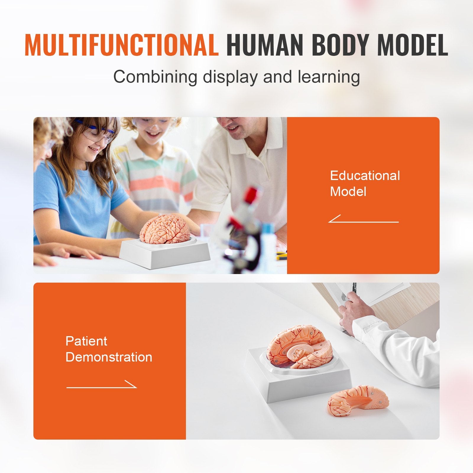 1:1 Life-Size 9-Part Human Brain Model with Labels, Detachable Anatomy for Science Research, Classroom Learning, Display Base