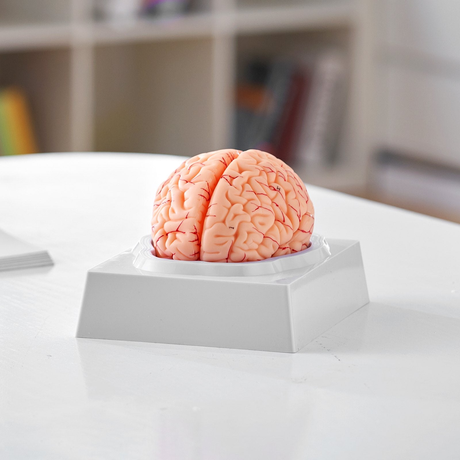 1:1 Life-Size 9-Part Human Brain Model with Labels, Detachable Anatomy for Science Research, Classroom Learning, Display Base