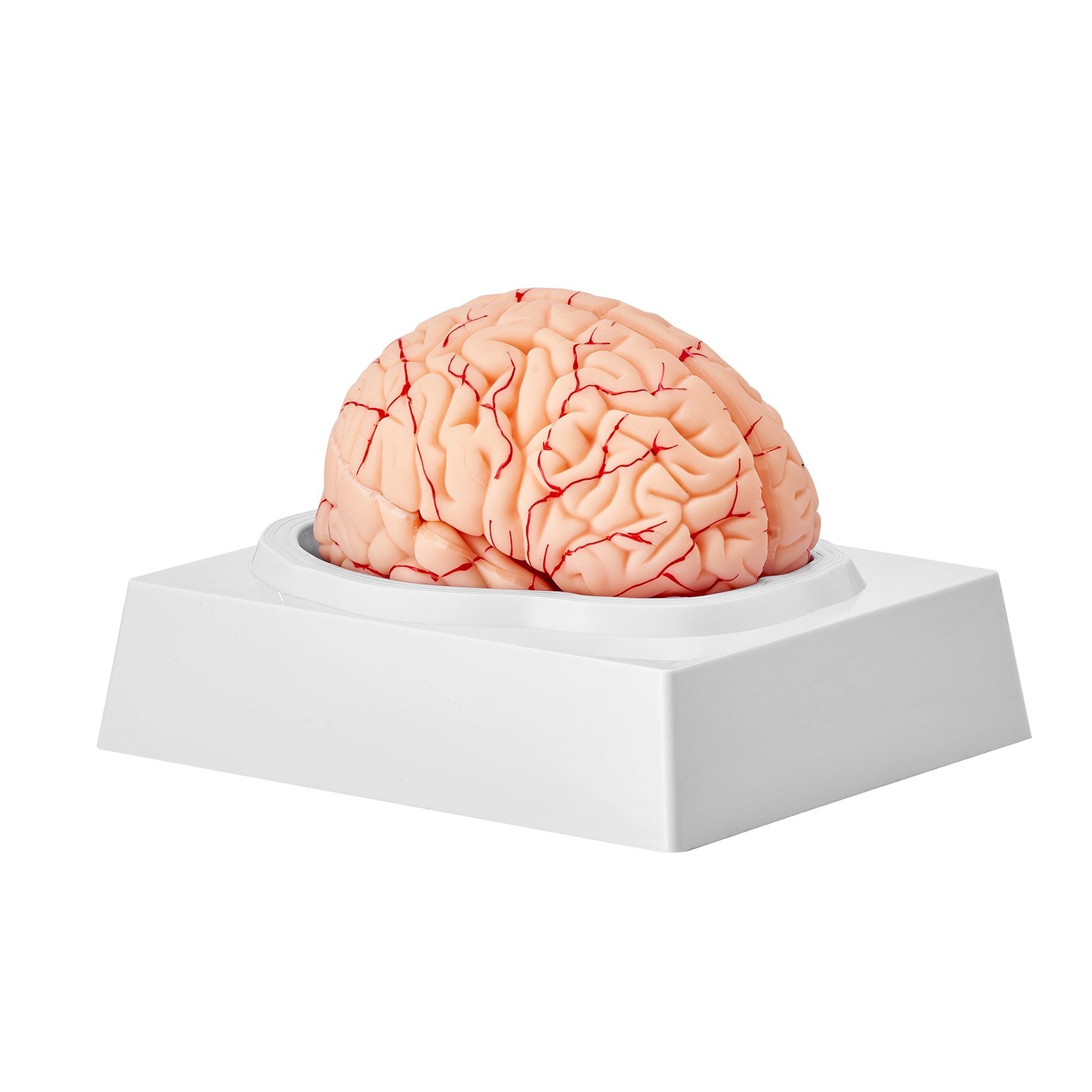 1:1 Life-Size 9-Part Human Brain Model with Labels, Detachable Anatomy for Science Research, Classroom Learning, Display Base