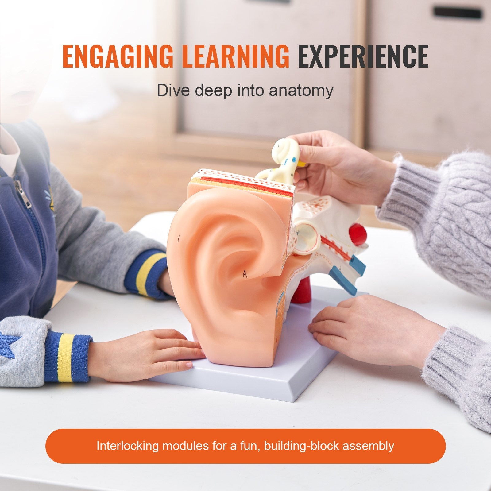 5x Enlarged Human Ear Anatomy Model - PVC Educational Tool for Outer, Middle, Inner Ear Study, Teaching, Physiology & Learning Aid