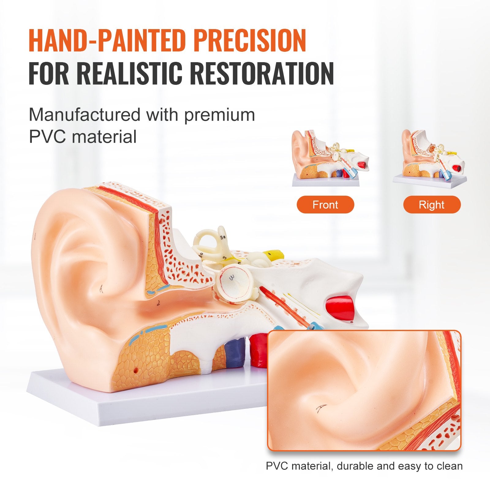 5x Enlarged Human Ear Anatomy Model - PVC Educational Tool for Outer, Middle, Inner Ear Study, Teaching, Physiology & Learning Aid