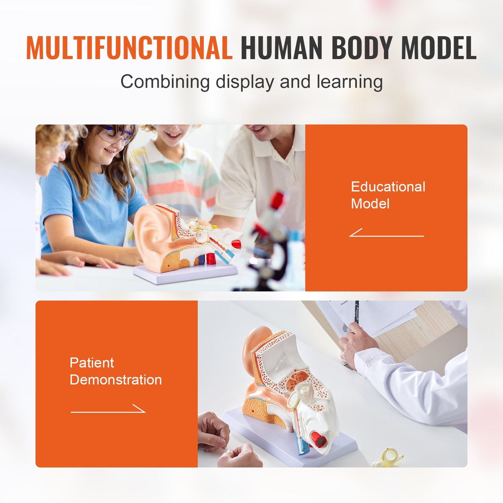 5x Enlarged Human Ear Anatomy Model - PVC Educational Tool for Outer, Middle, Inner Ear Study, Teaching, Physiology & Learning Aid