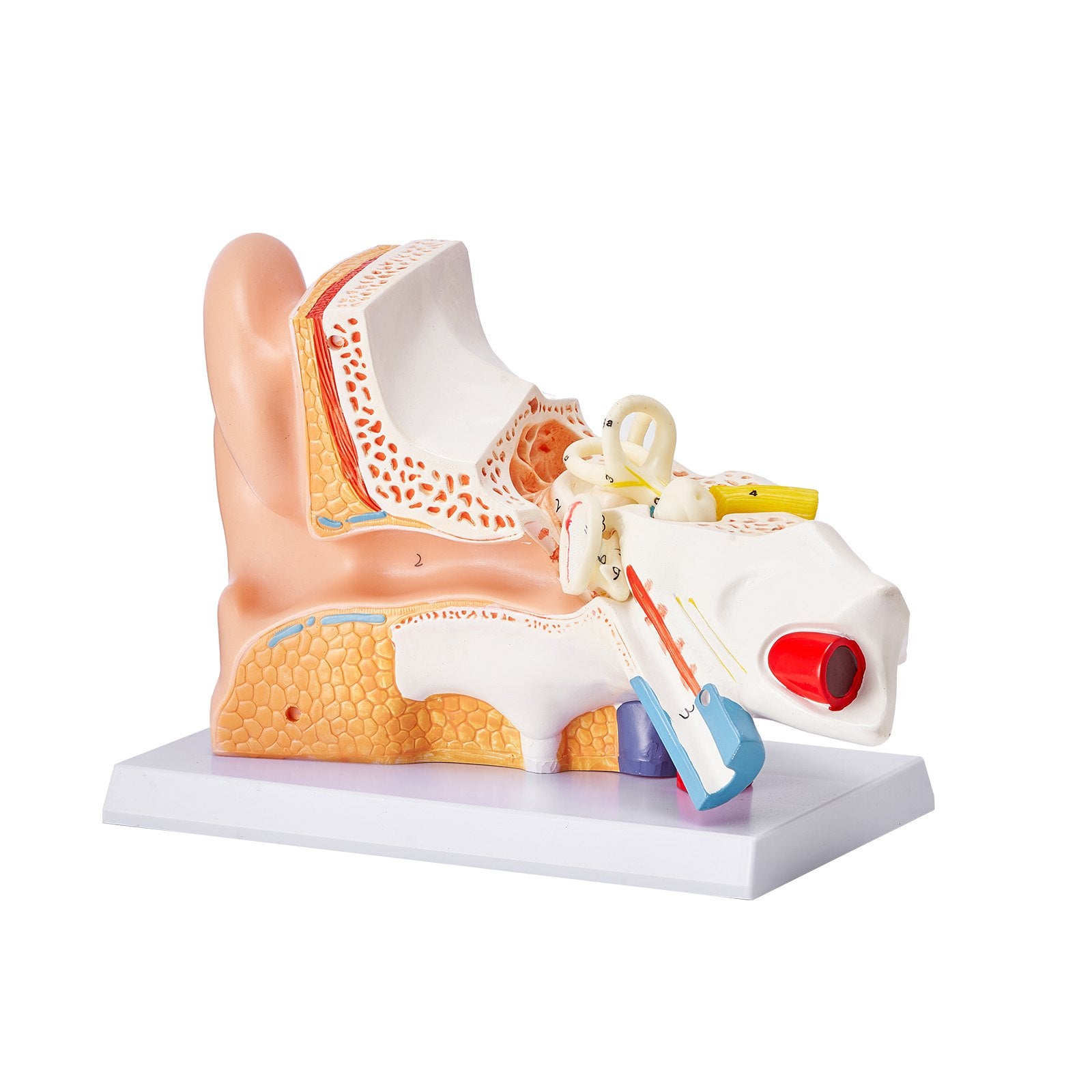 5x Enlarged Human Ear Anatomy Model - PVC Educational Tool for Outer, Middle, Inner Ear Study, Teaching, Physiology & Learning Aid