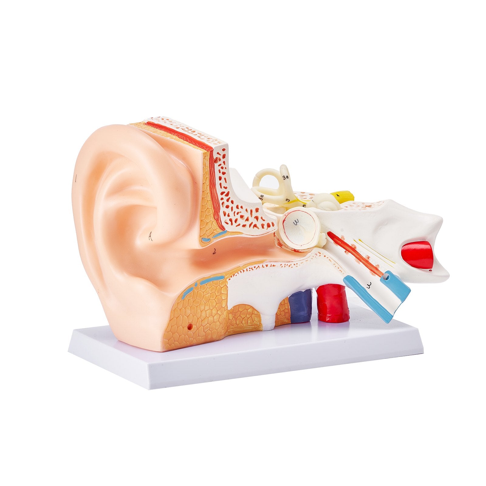 5x Enlarged Human Ear Anatomy Model - PVC Educational Tool for Outer, Middle, Inner Ear Study, Teaching, Physiology & Learning Aid